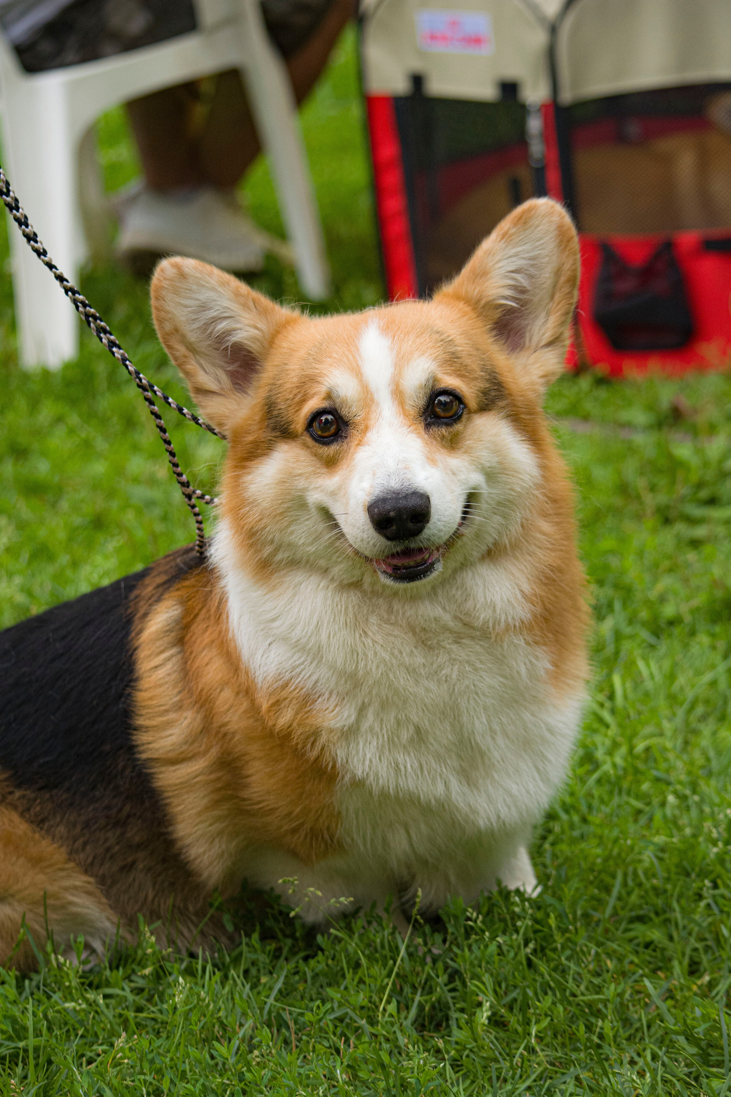 Animals. Фотограф Евгения Саботаж в г. Москва