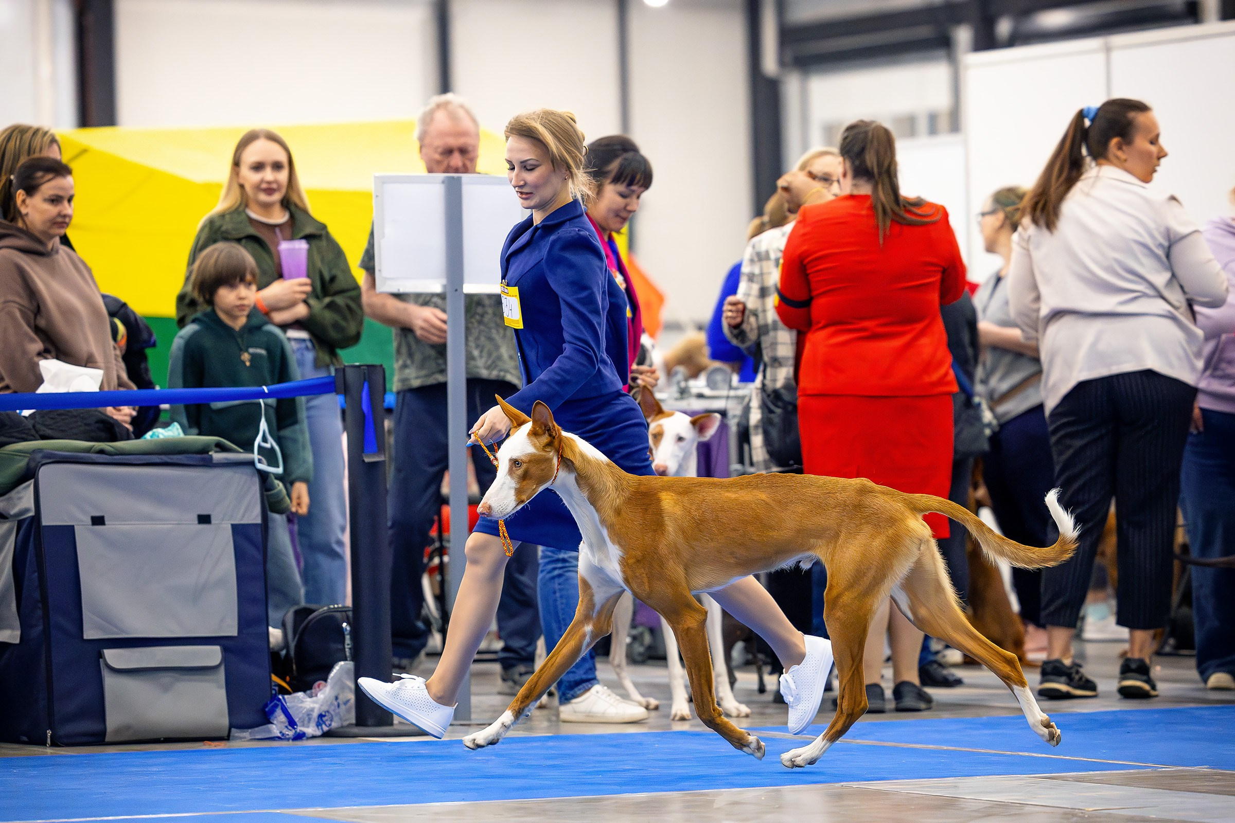 26–27 апреля 2025, Выставка РКФ, г. Санкт-Петербург. Htykk_photo