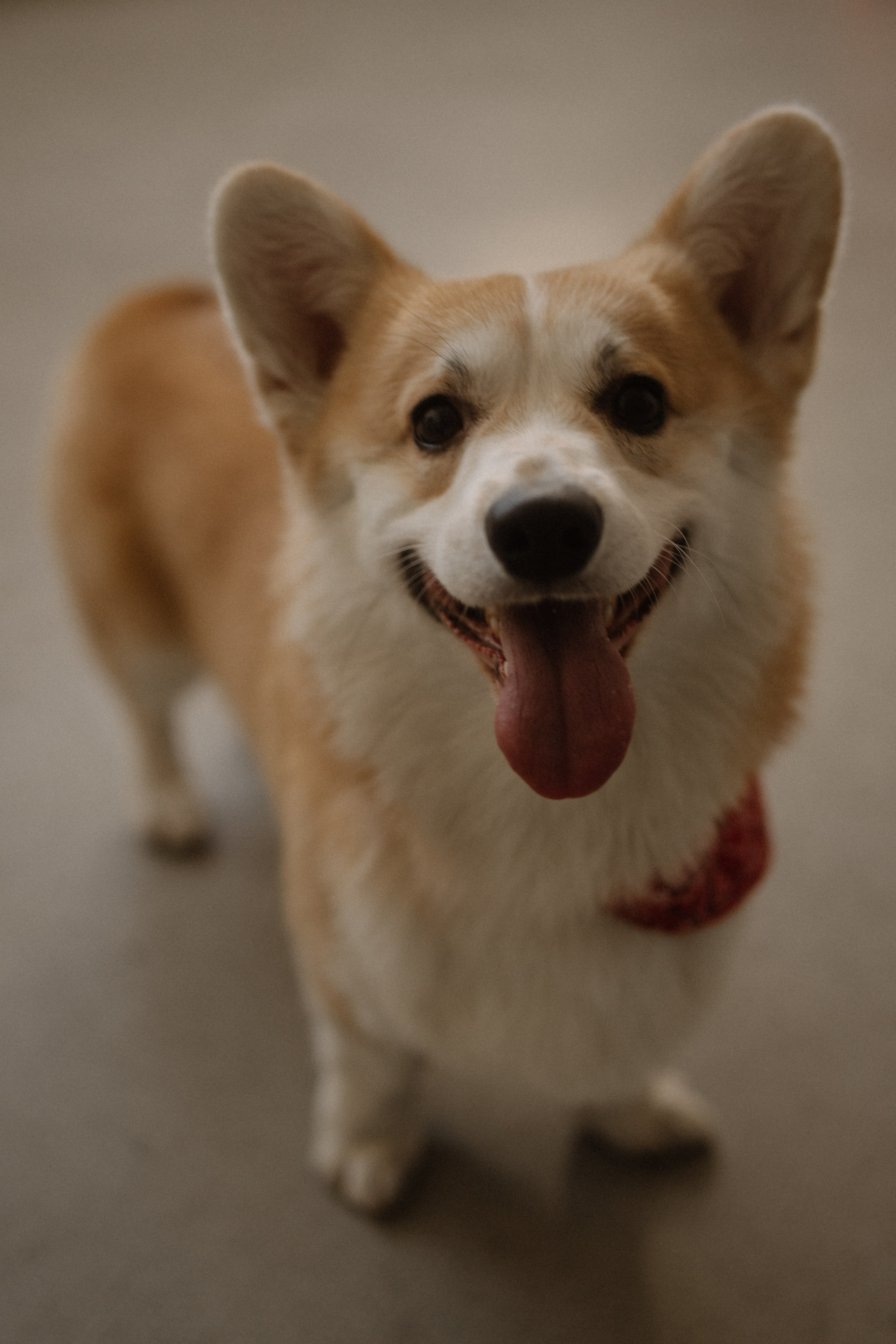 With Dog. Фотограф Батуми | Ксения Кинасова