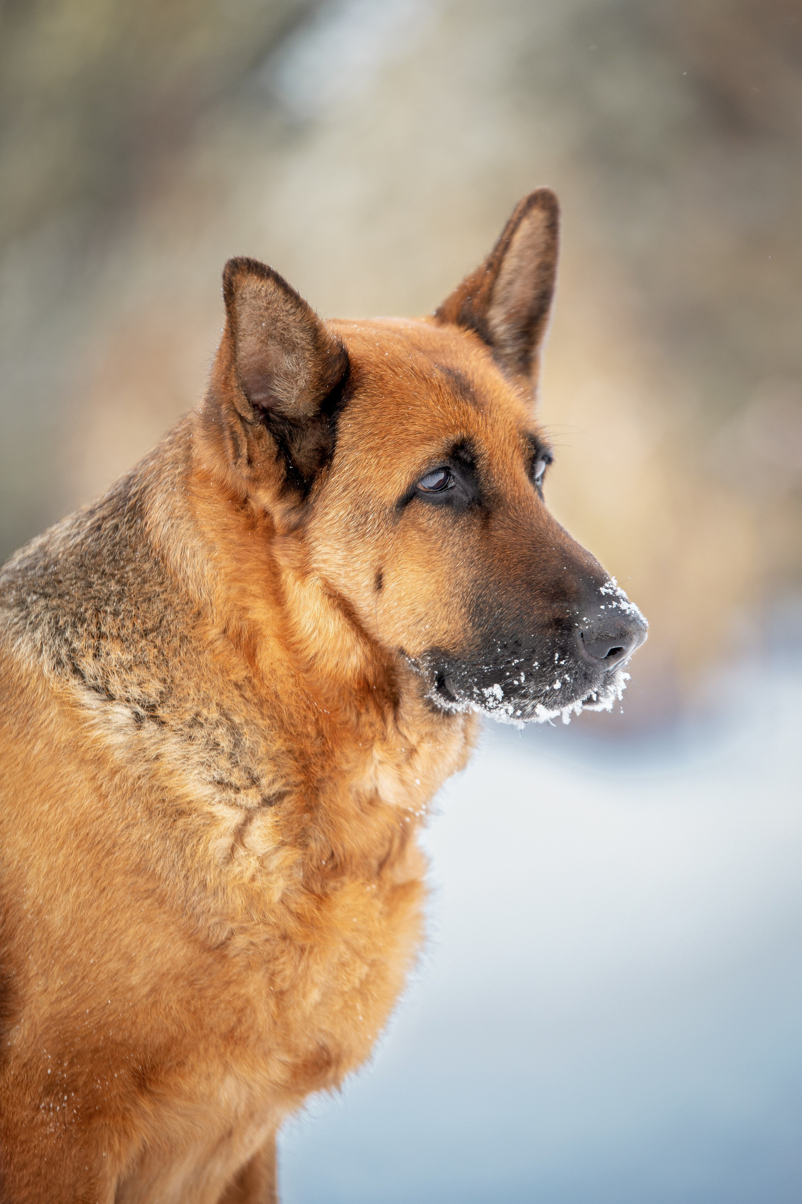 Барса. Юлия Микульская. Рыбинск