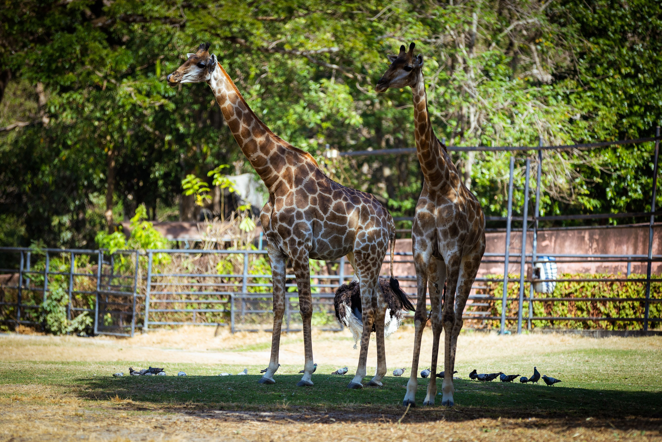 Таиланд (зима 2025). Фотограф Виноградов Константин