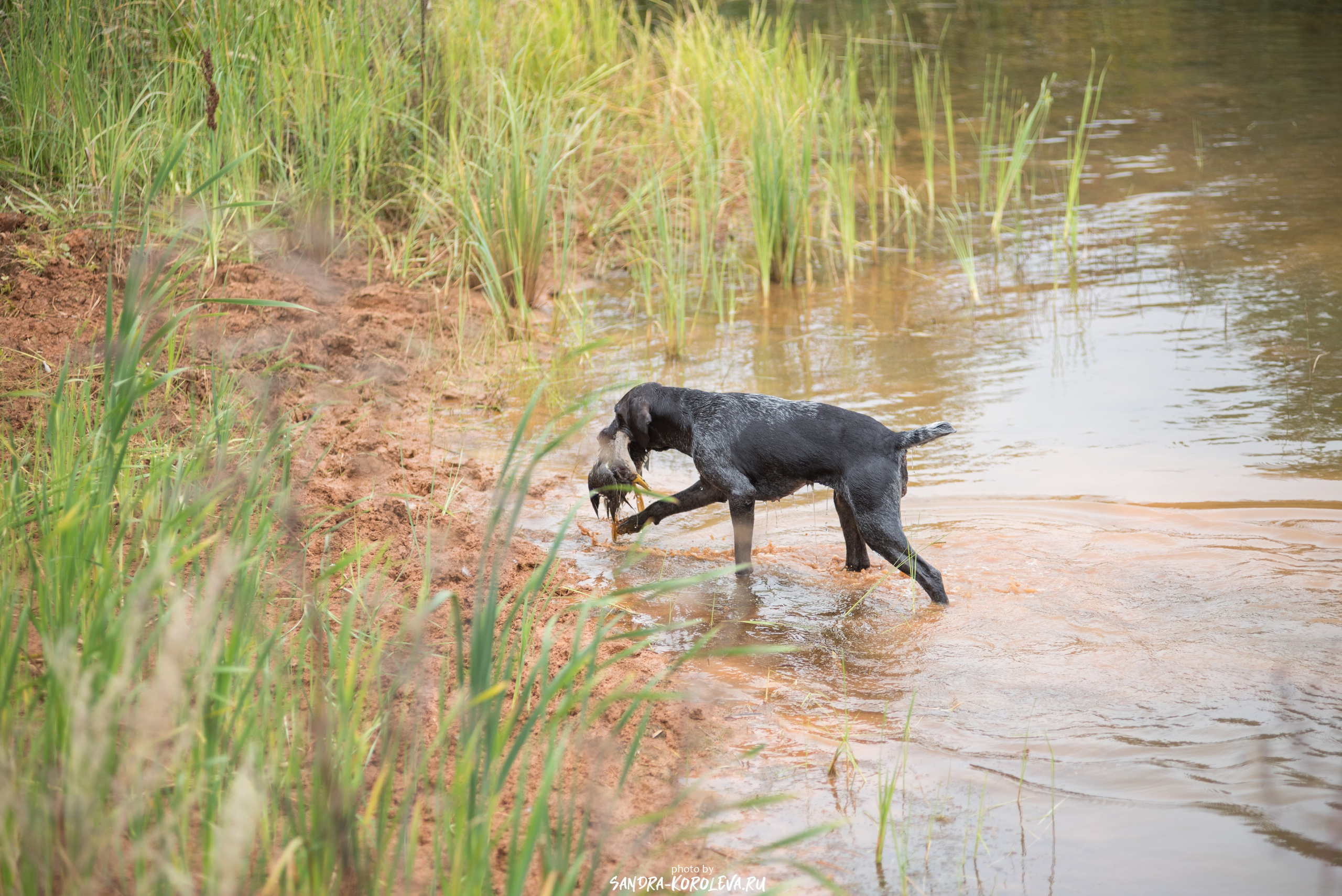 Рабочие дипломы. Главная