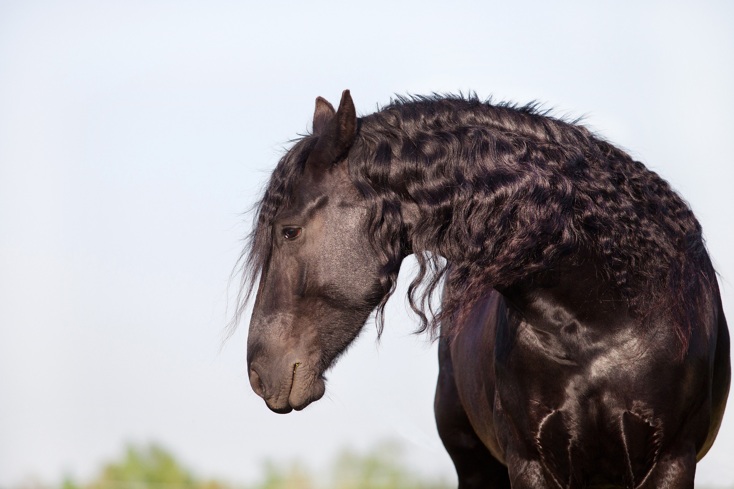 Лошади. Фотограф-анималист Юлия Удовенко