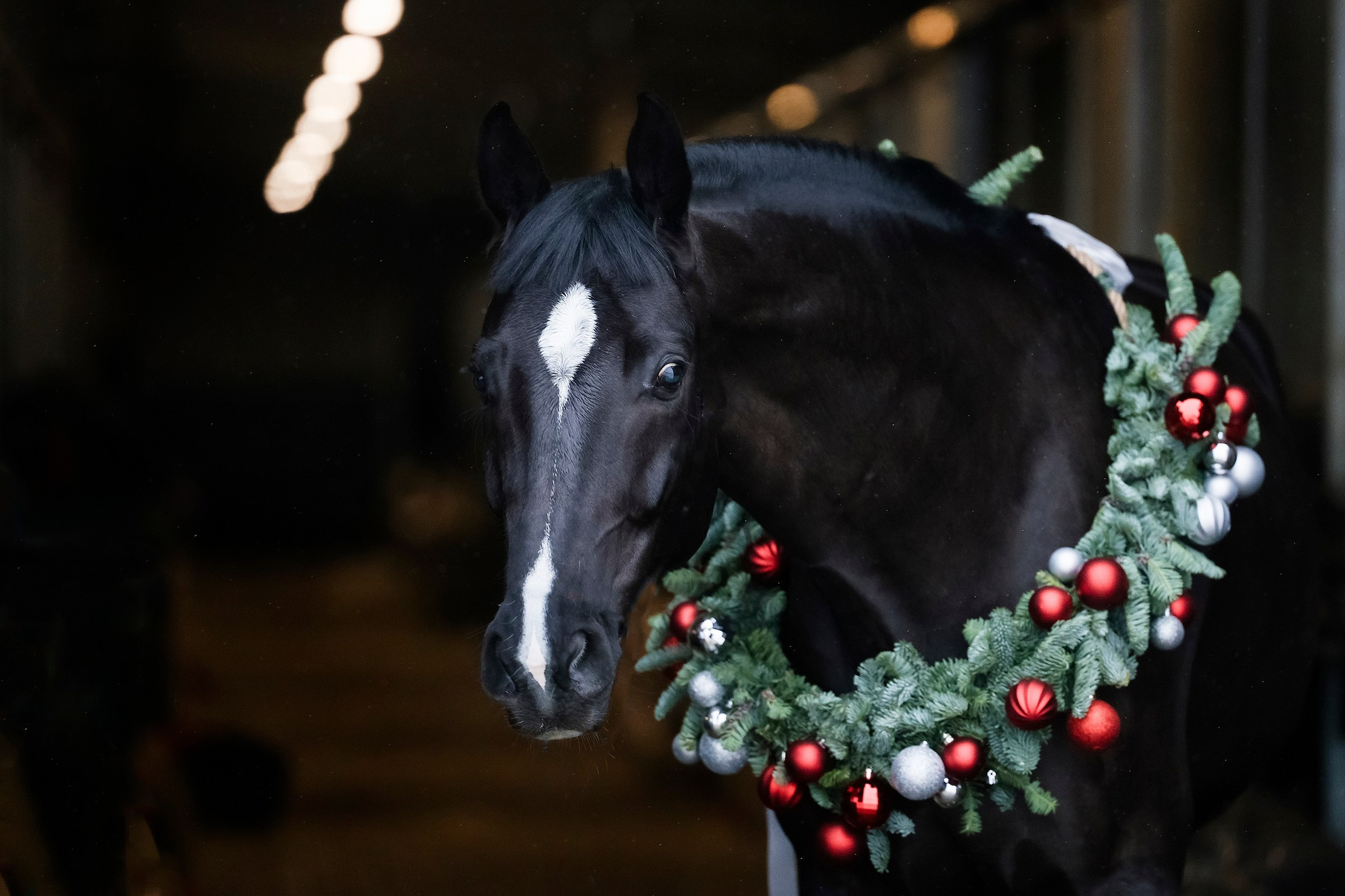 Отзывы. Фотограф-анималист Юлия Удовенко