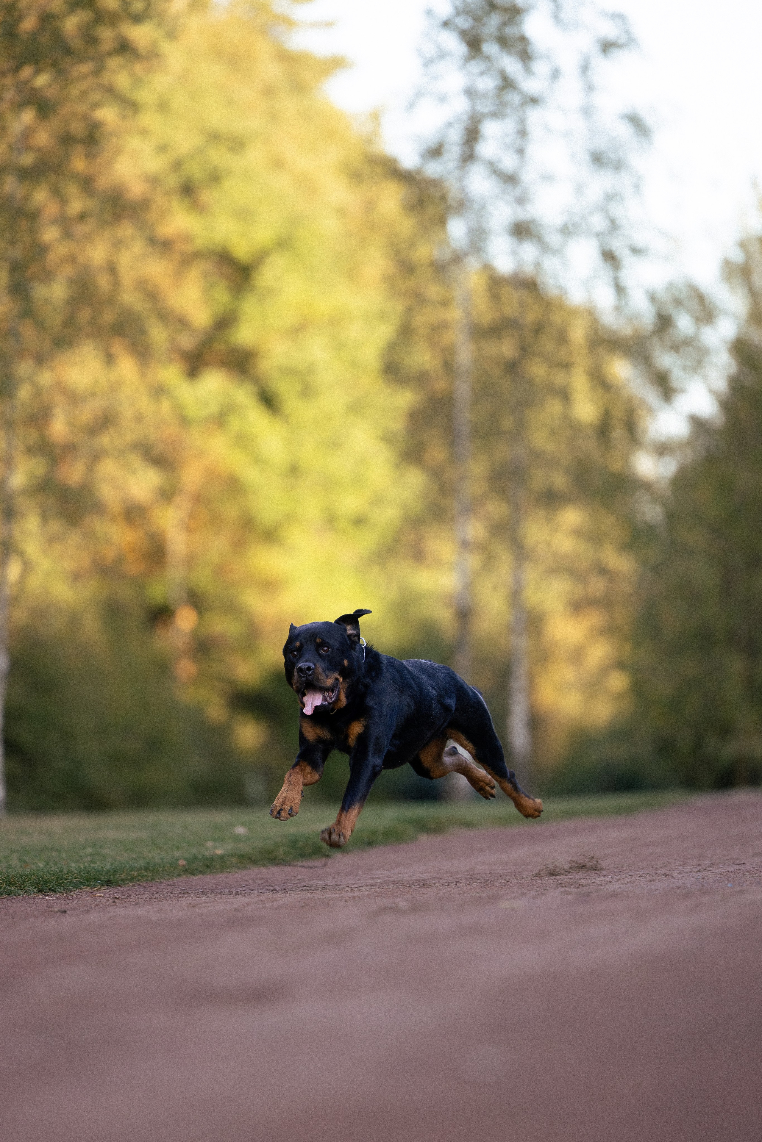 Катя, Леша, Лея и Трой. Фотограф и видеограф анималист Аганина Дарья