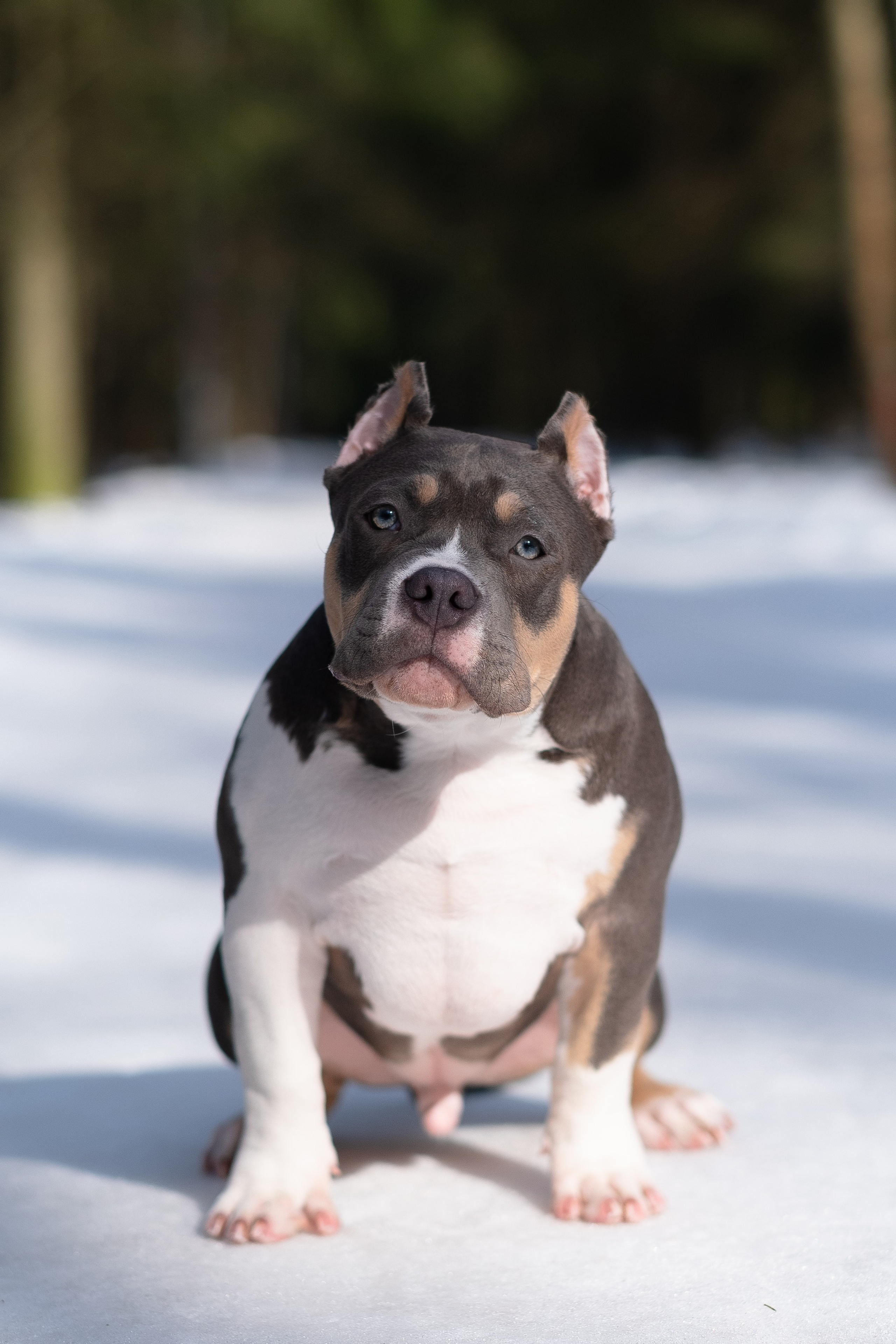 Валерия и Наган. Фотограф и видеограф анималист Аганина Дарья