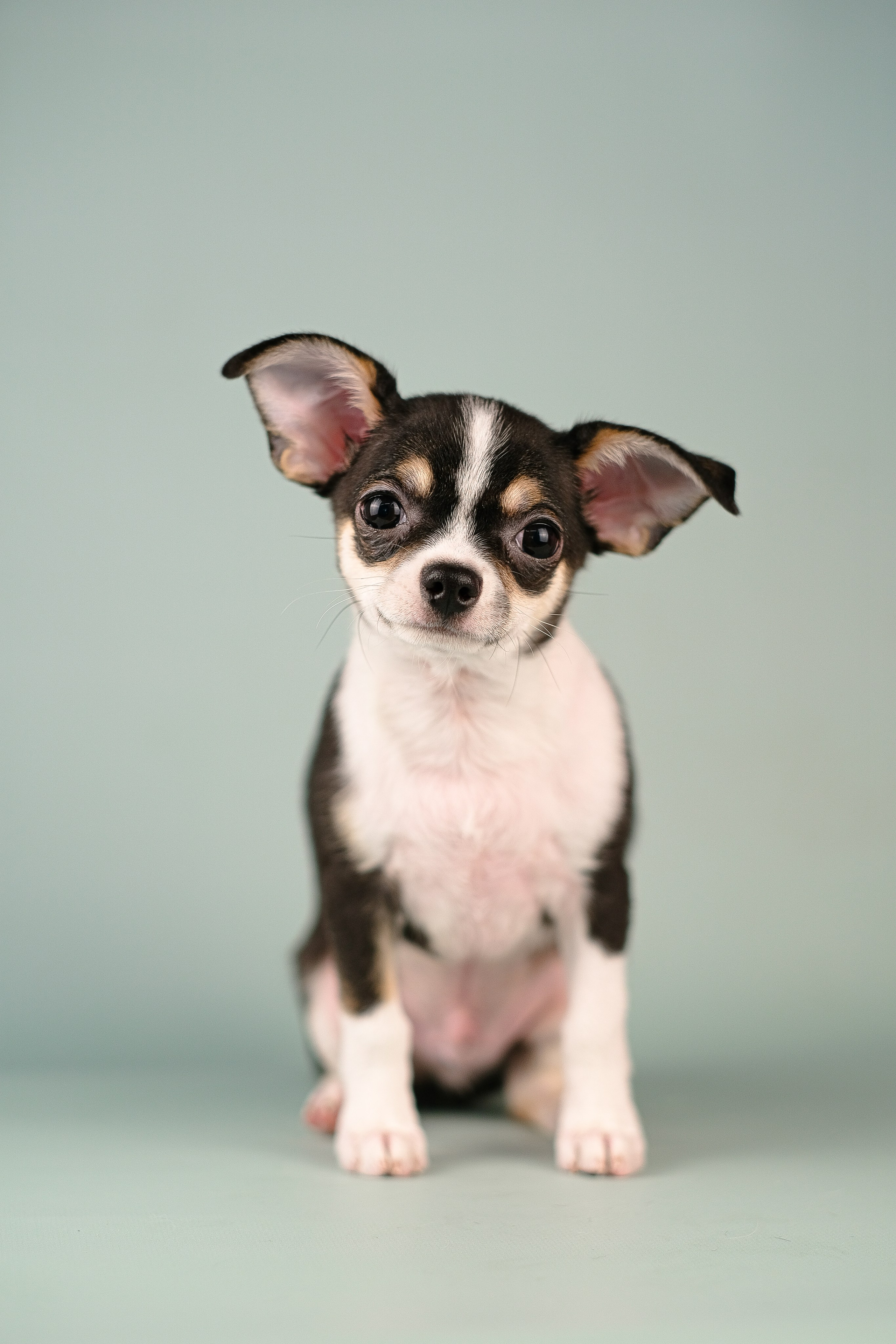 Чихуа хуа. Фотограф и видеограф анималист Аганина Дарья