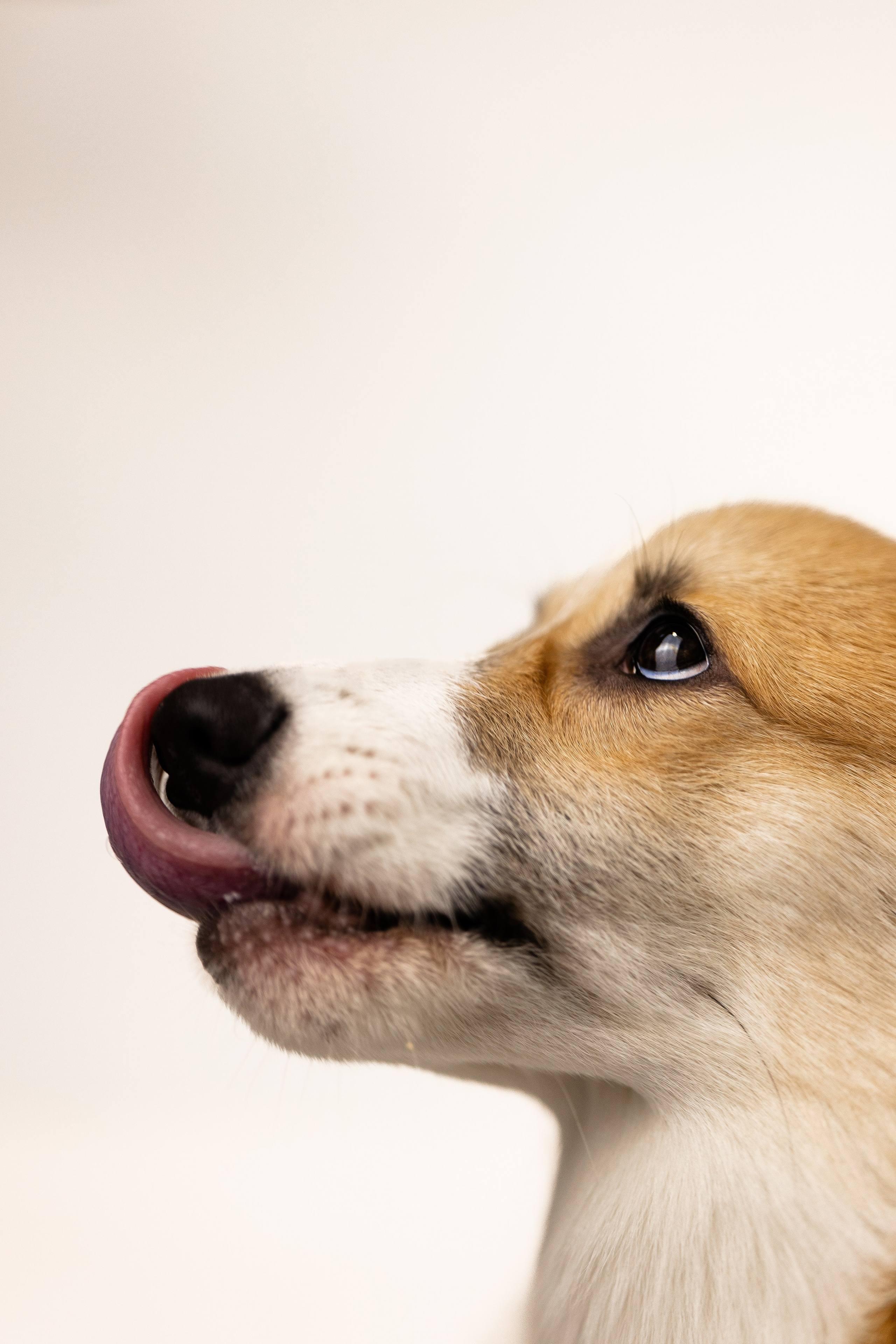 Корги. Фотограф и видеограф анималист Аганина Дарья