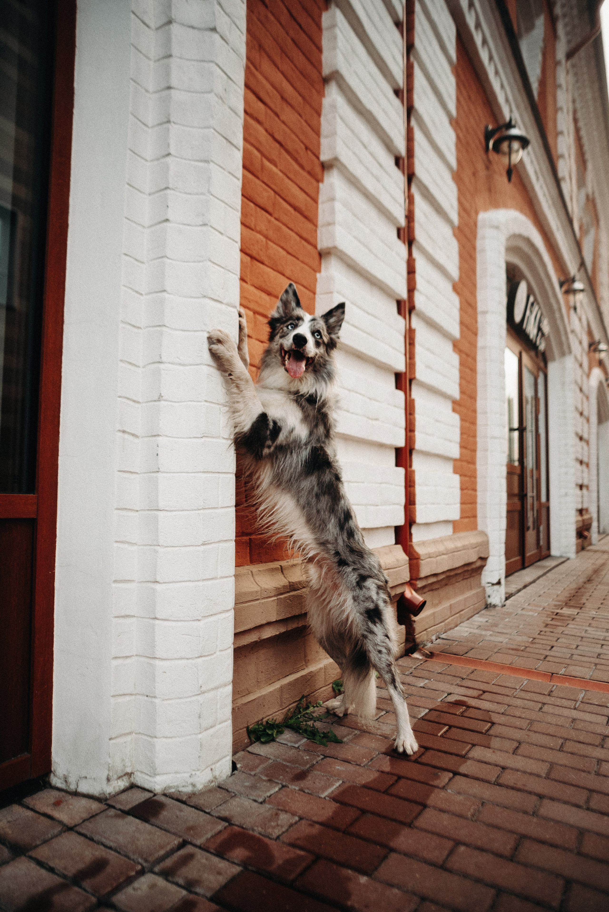Диана и Робин. Фотограф-анималист Богданова Полина