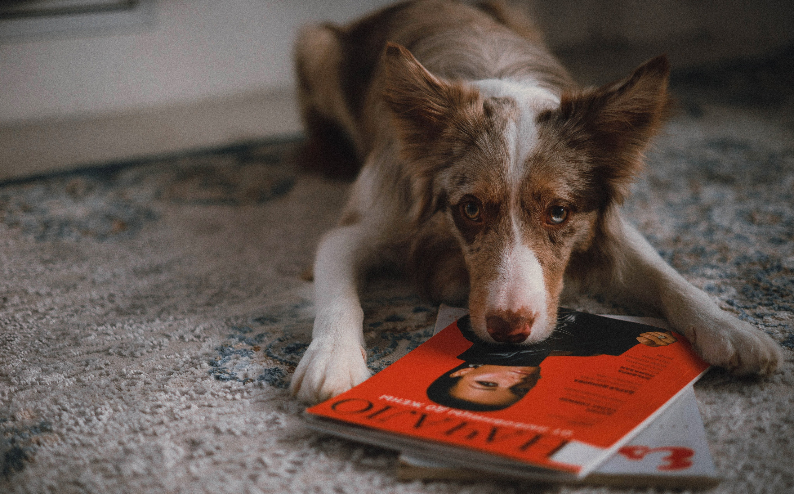 Аня и Дэймон. Фотограф-анималист Богданова Полина