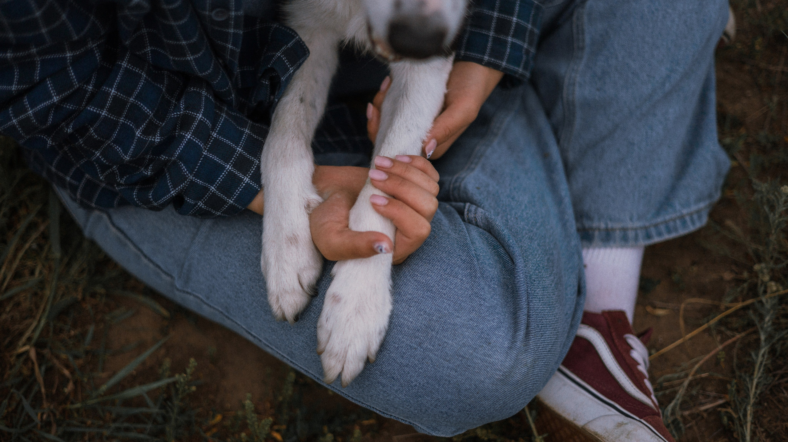 Аделя, Вандер, Шайна и Бая. Фотограф-анималист Богданова Полина