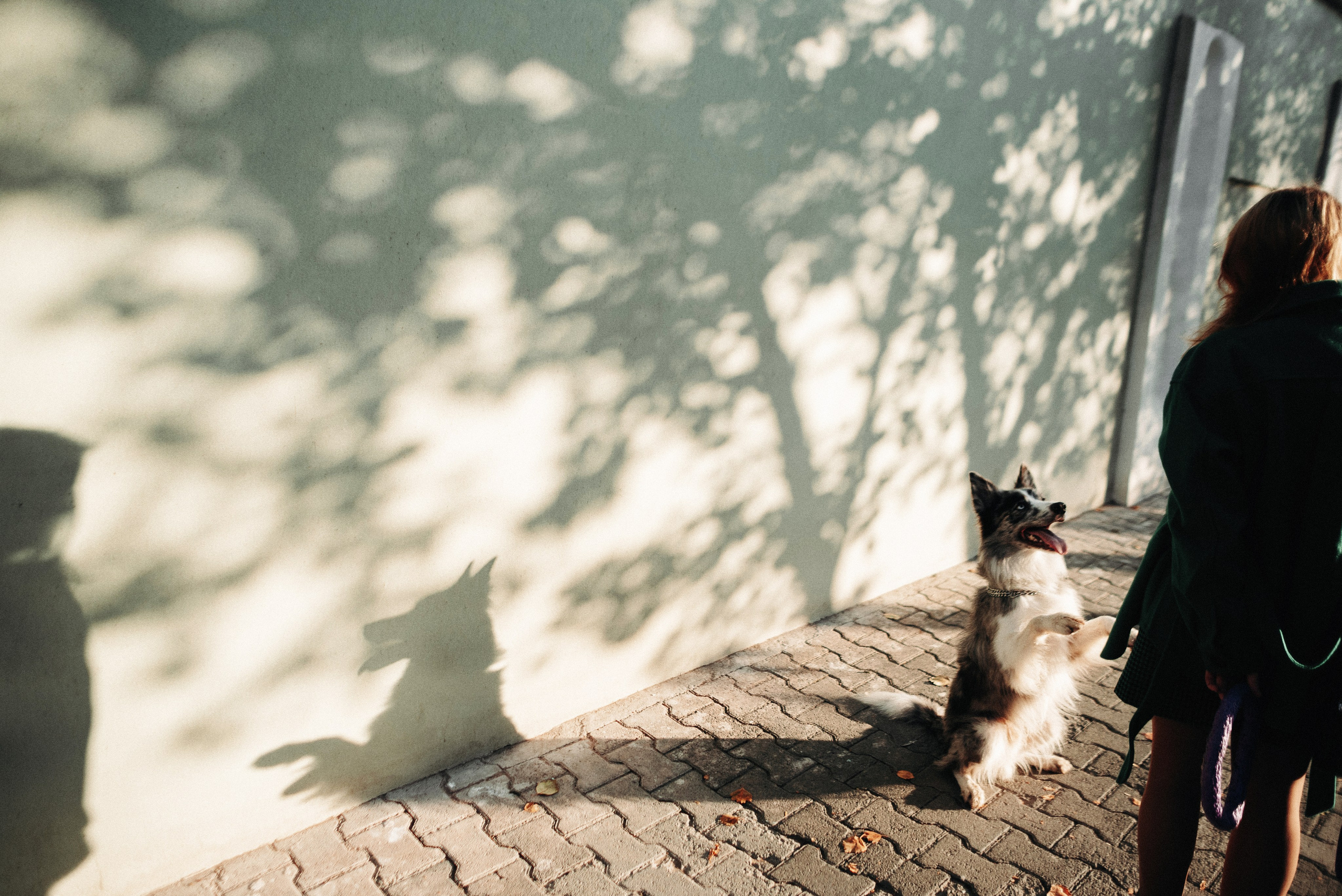 Диана и Робин. Фотограф-анималист Богданова Полина