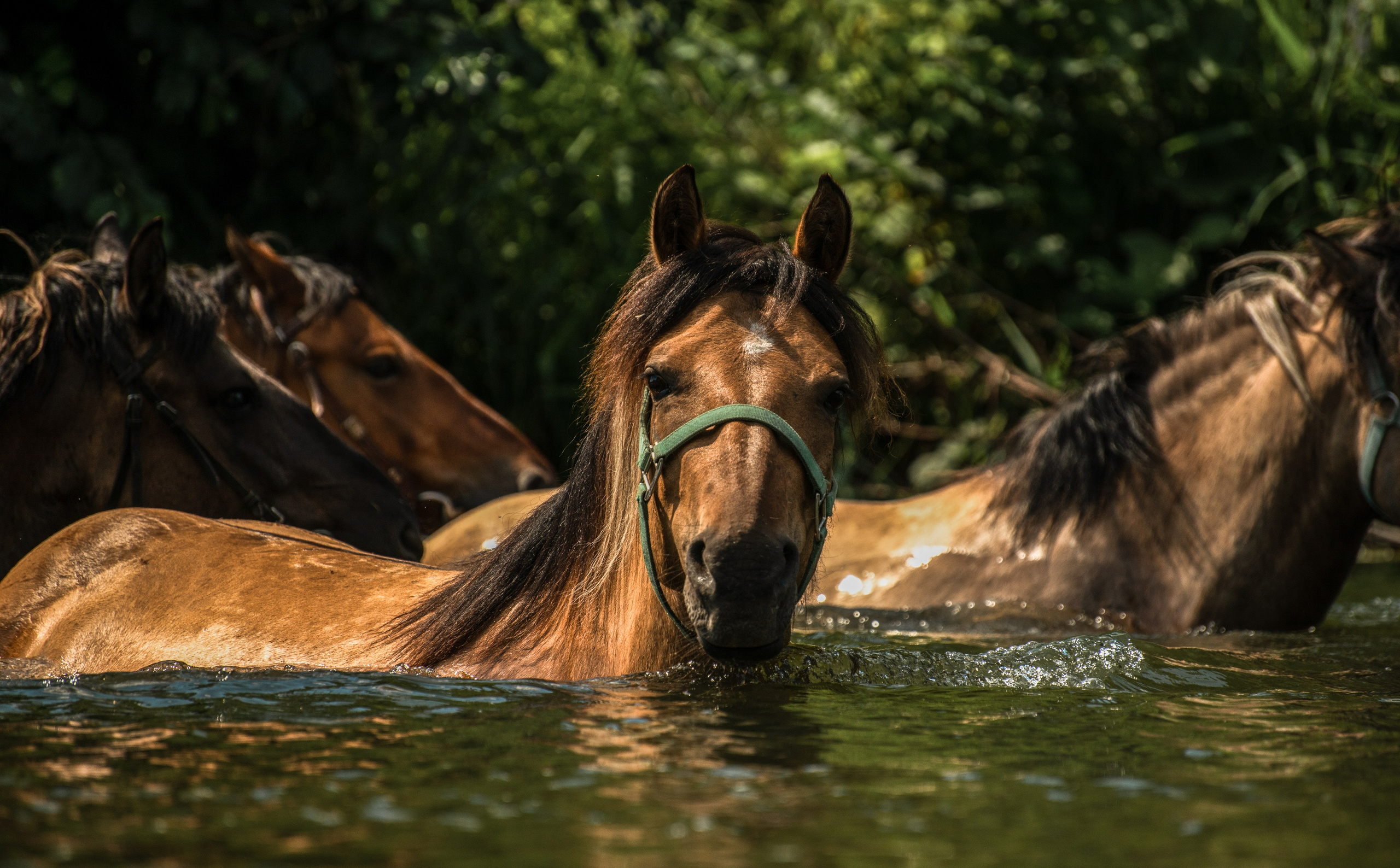 Купала в Родославном. Конный фотограф в Саратове Юлия Иванова
