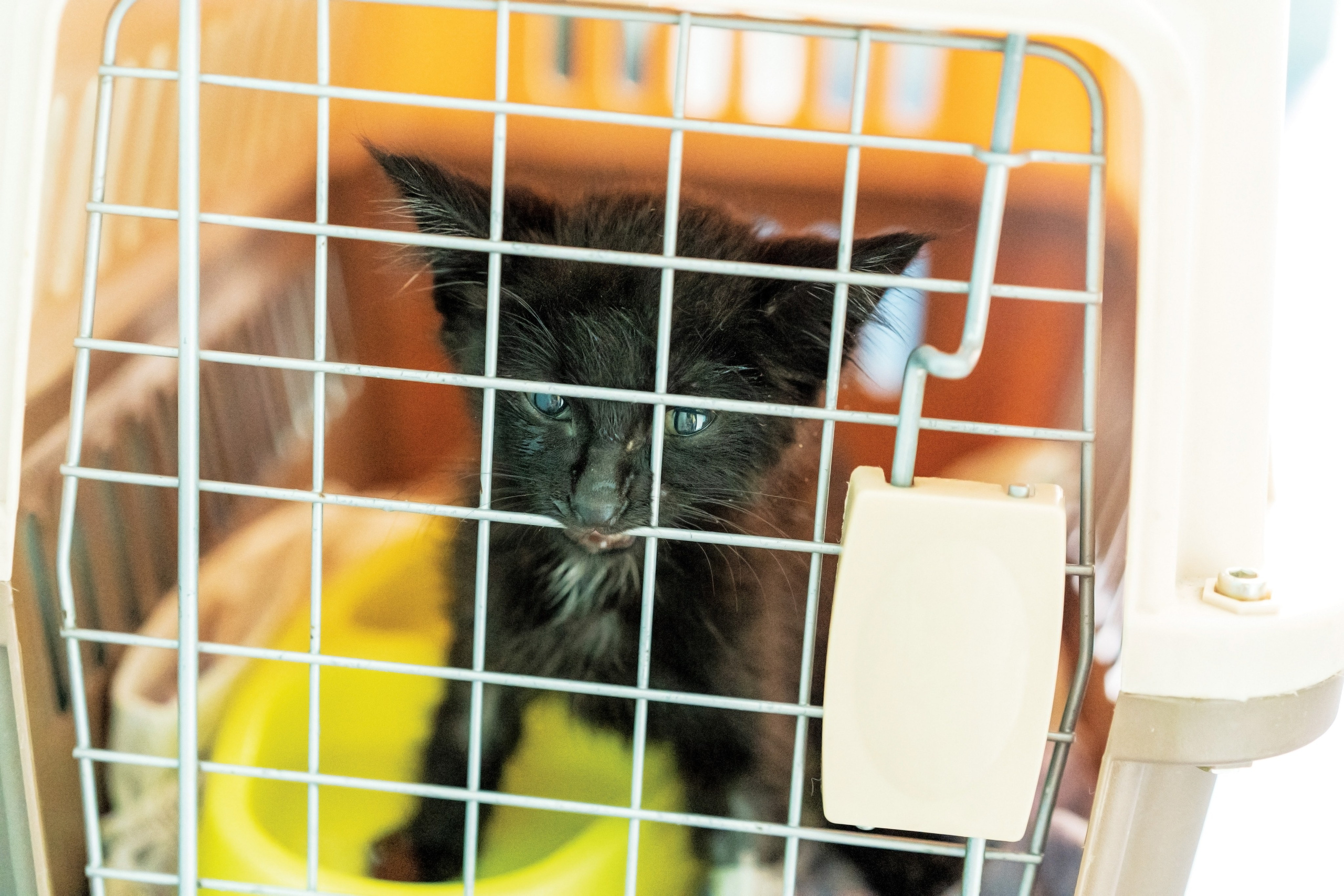 Vet clinic. Nina Petina