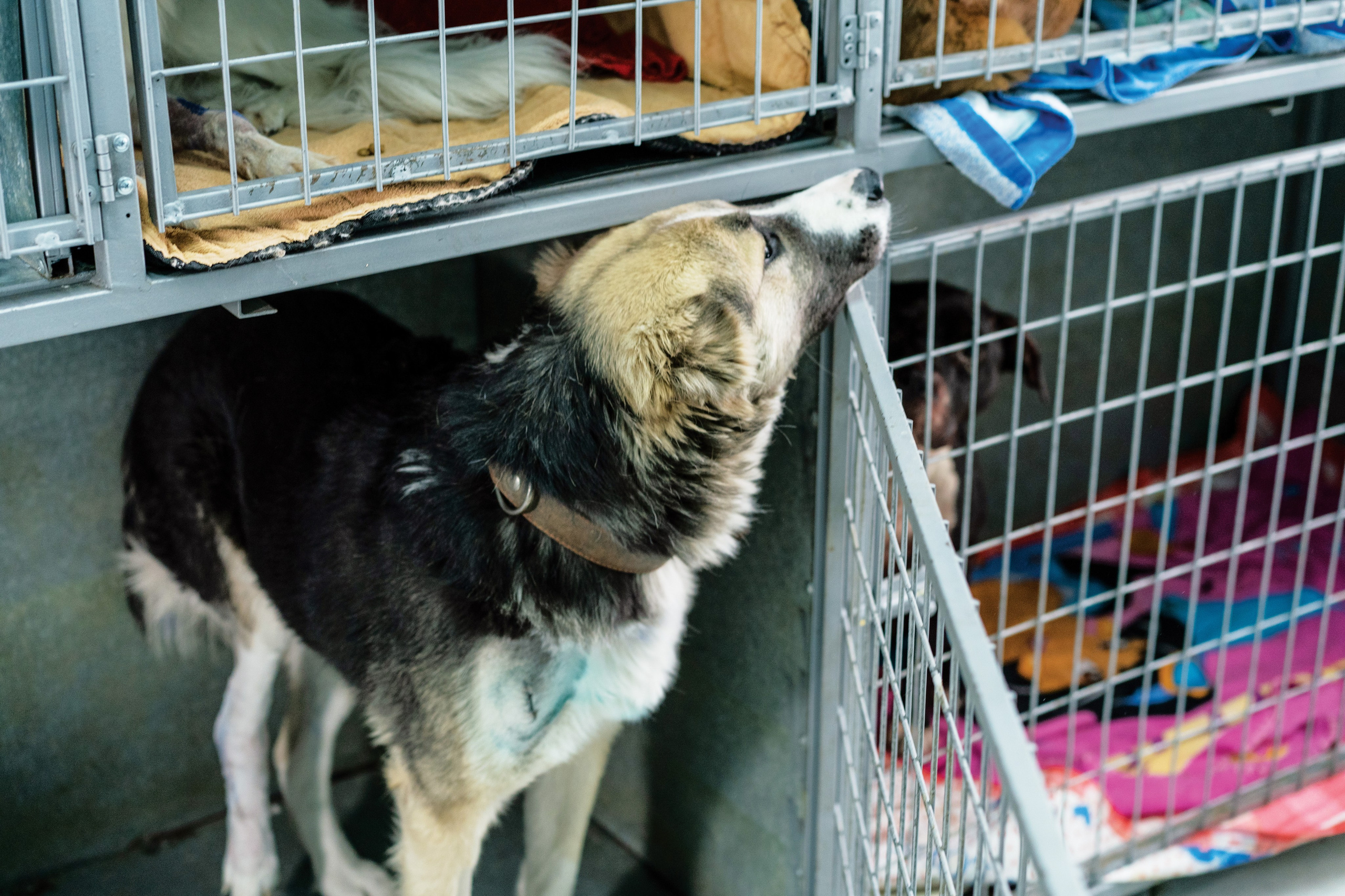 Vet clinic. Nina Petina