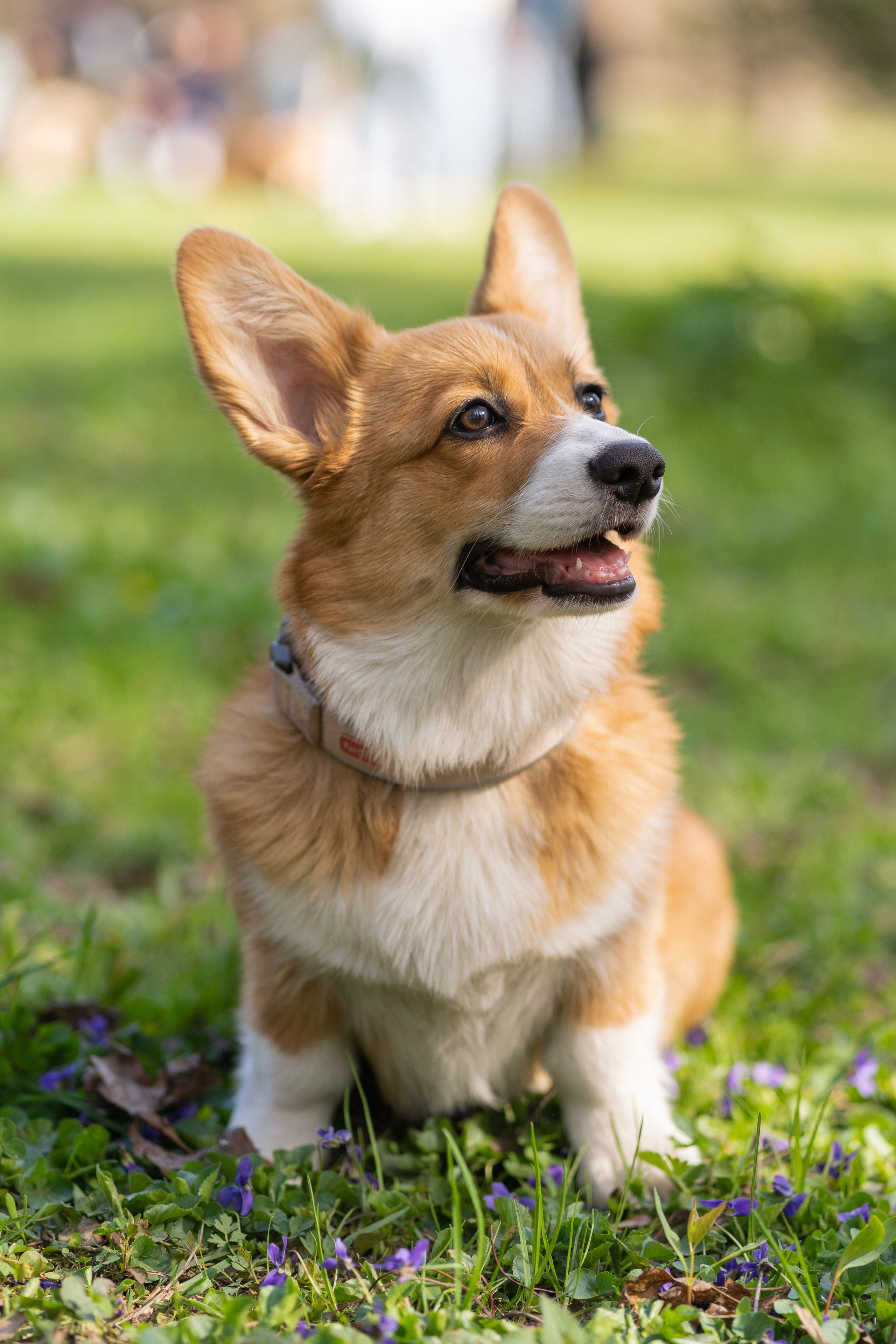 Саша, Настя, Луна. Свадебный фотограф в Москве Анна Полушина