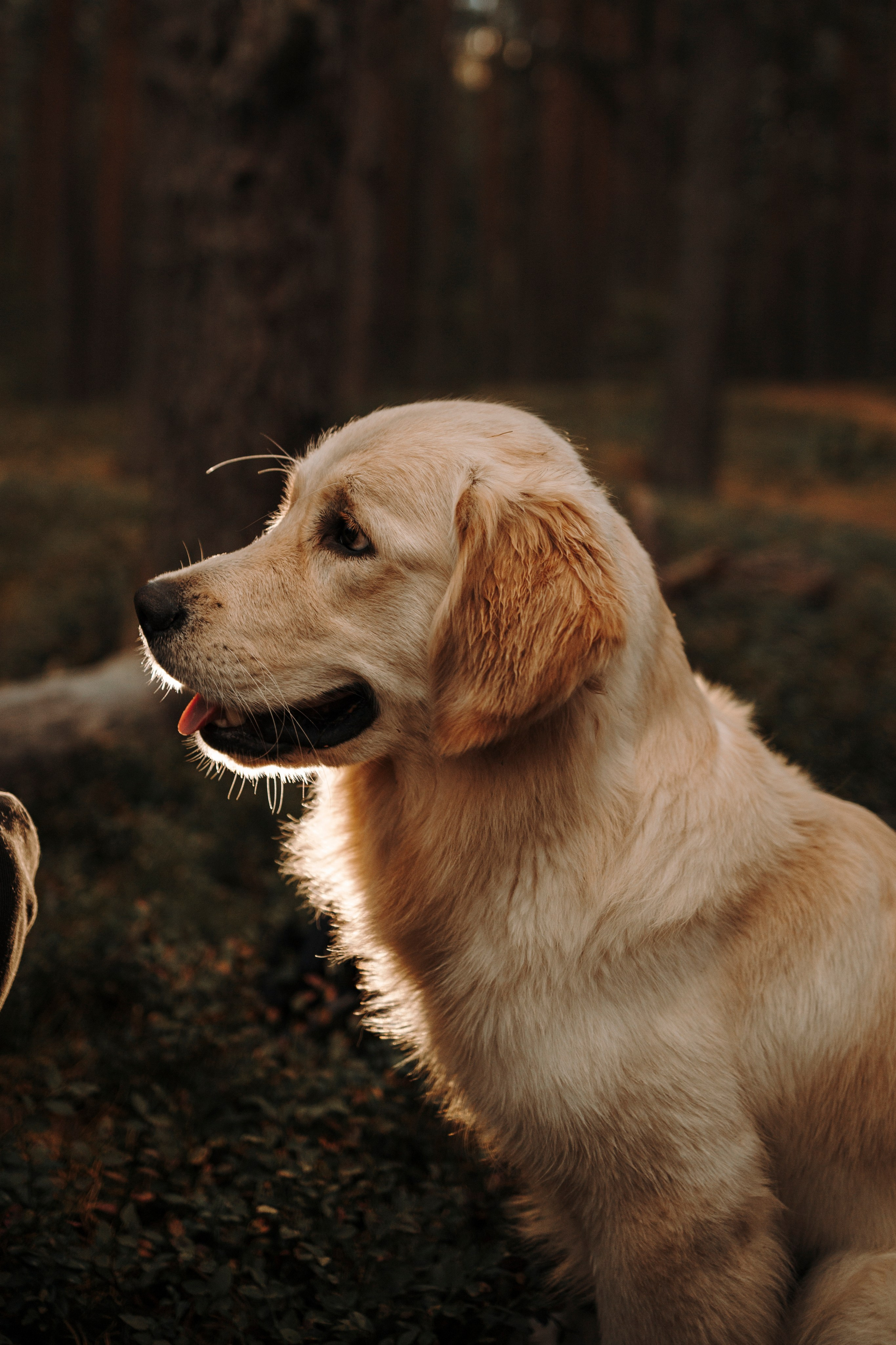 Прогулка Насти с Арчи и Арагоном. Фотограф-анималист в Санкт-Петеребурге Титова Алиса