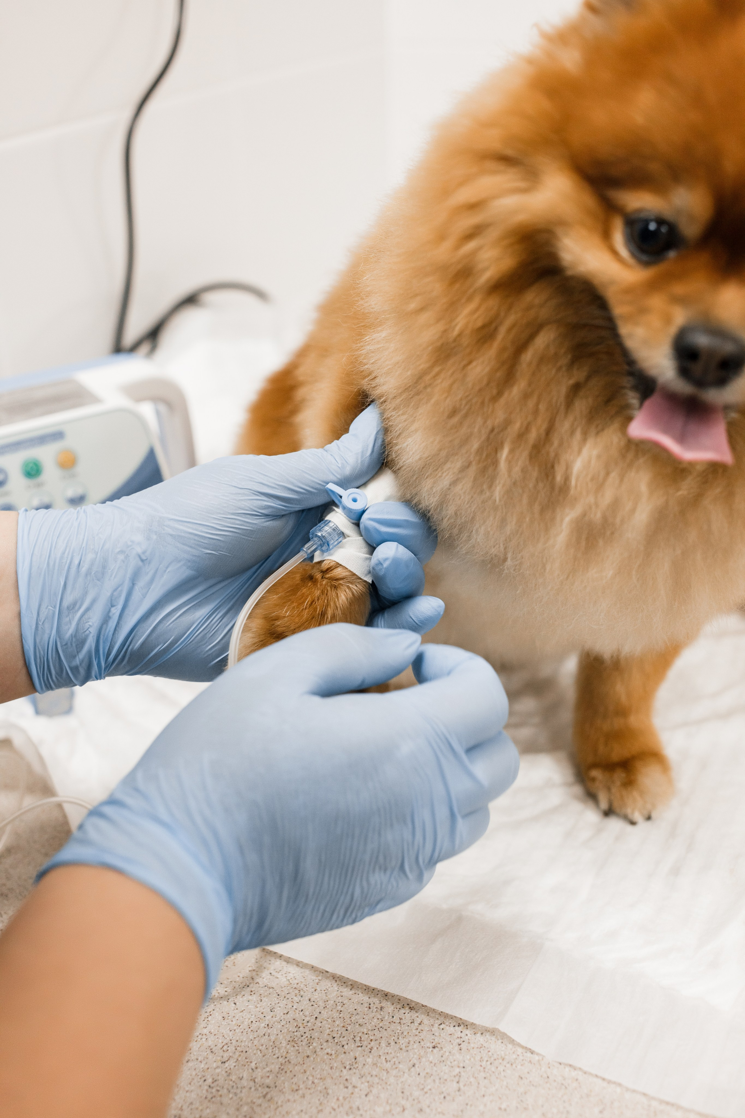 Контентная съемка для ветеринаркой клиники. КОНТЕНТ ФОТОГРАФ