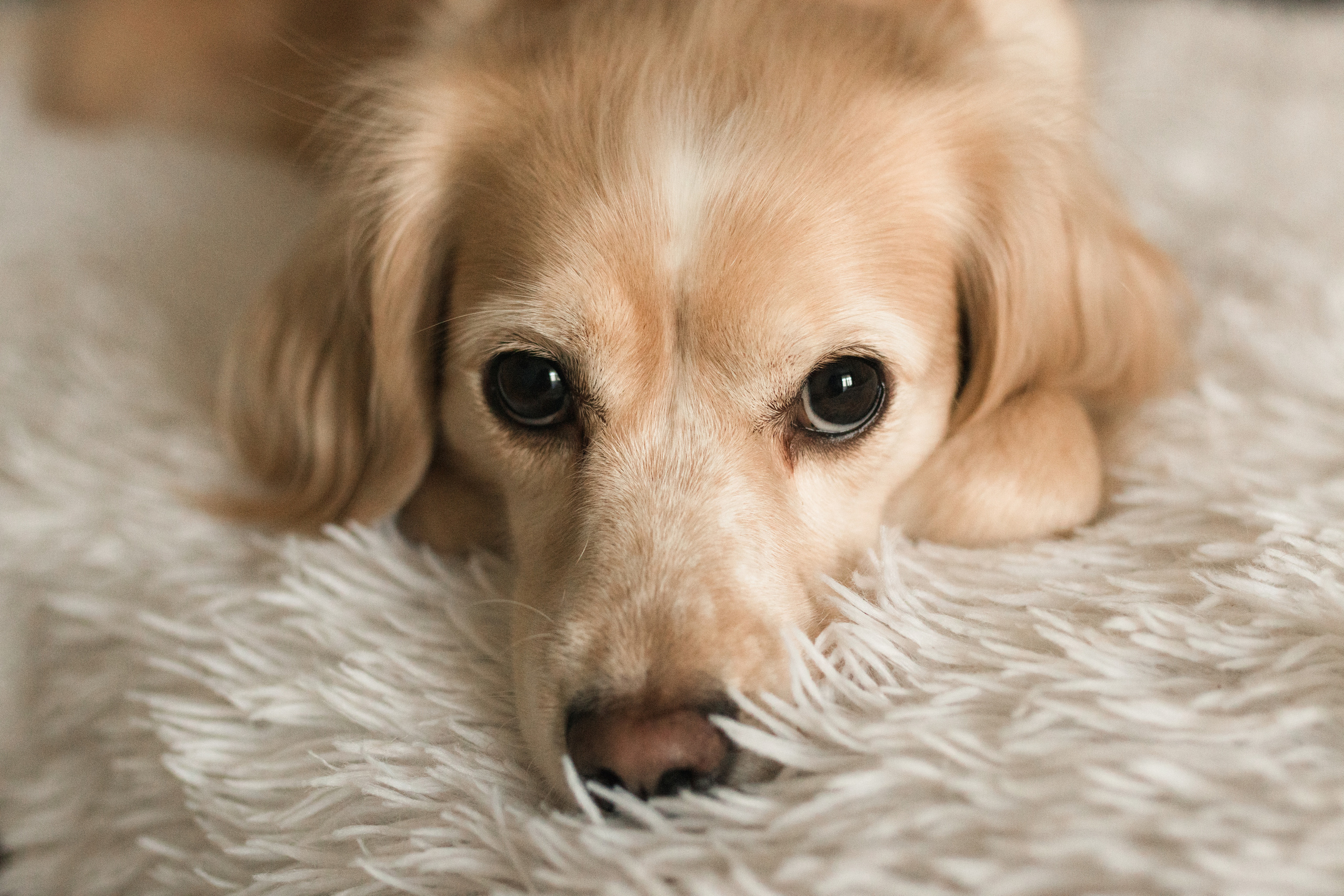 Домашняя. Фотограф в Краснодаре Арина Кудряшова