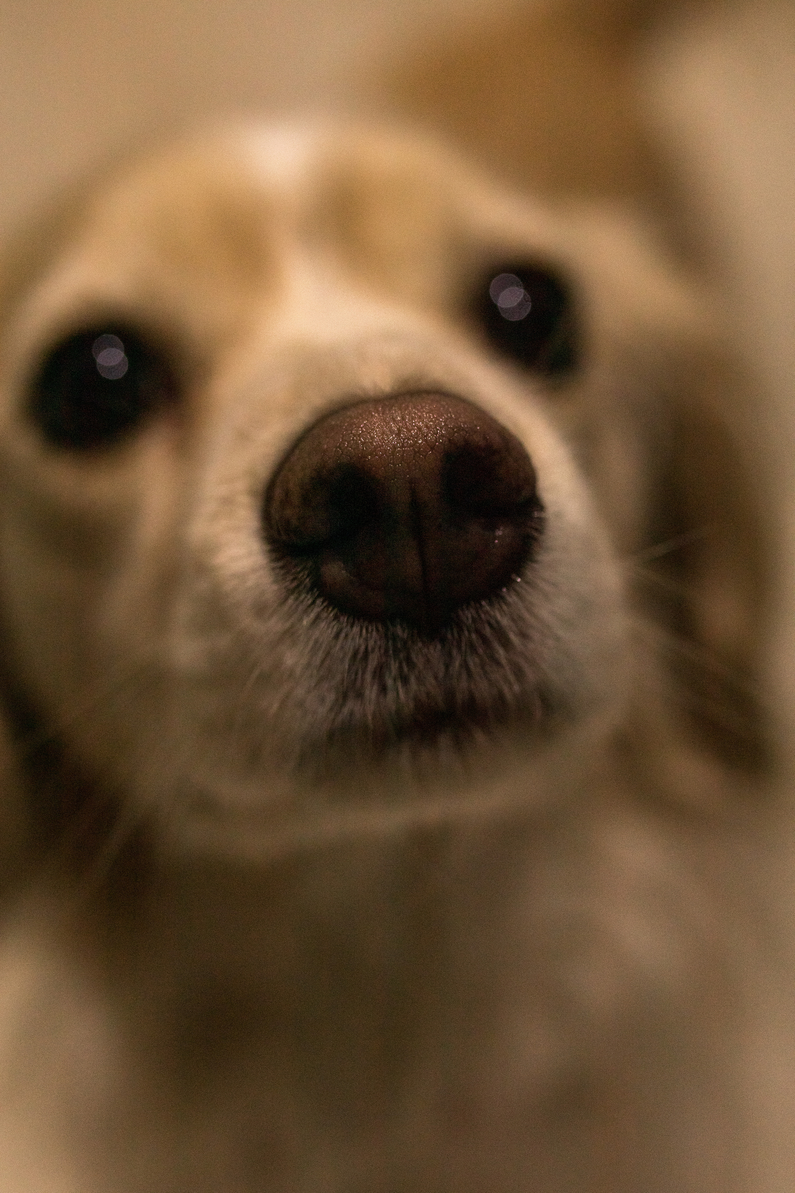 Домашняя. Фотограф в Краснодаре Арина Кудряшова