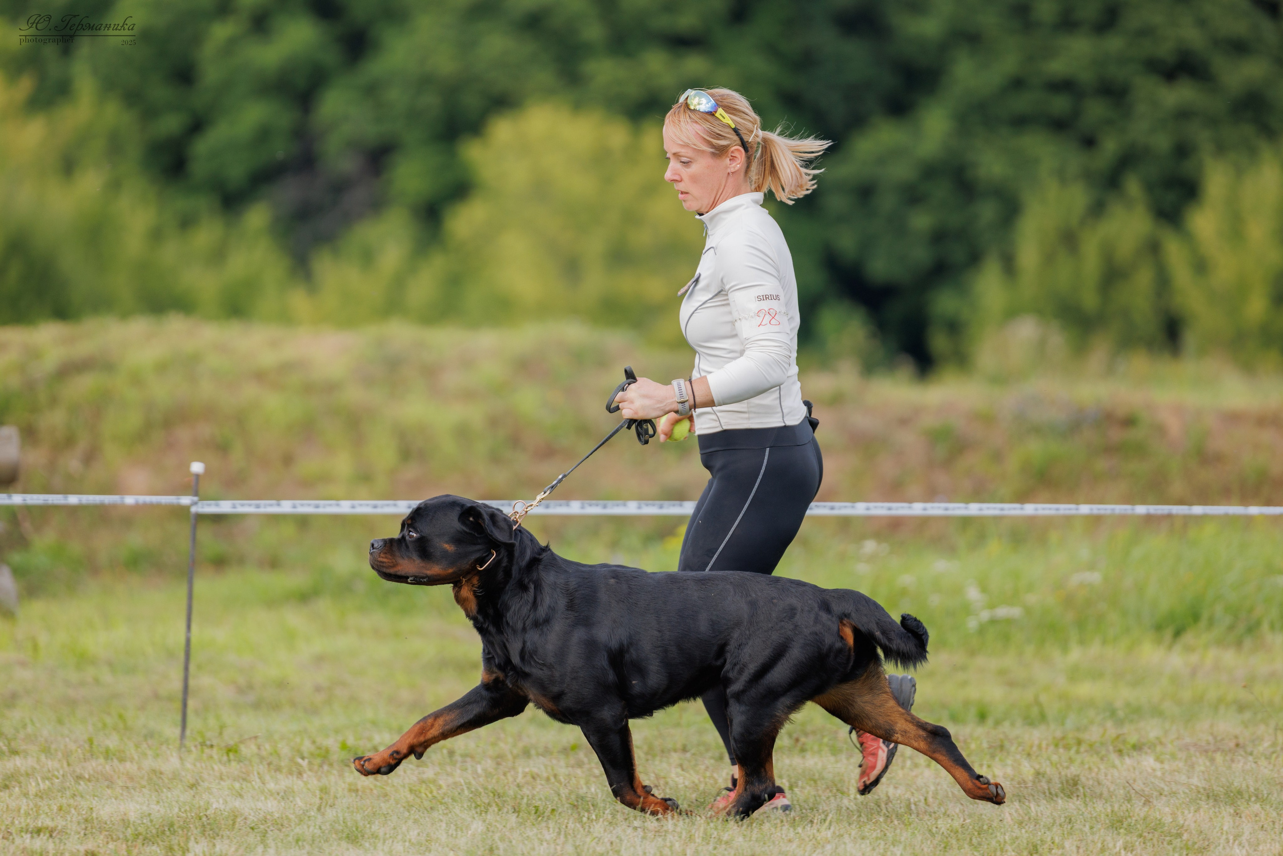 Рязань 2хмоно ротвейлеры 16-17.08.2025. Фотограф-анималист Юлия Германика