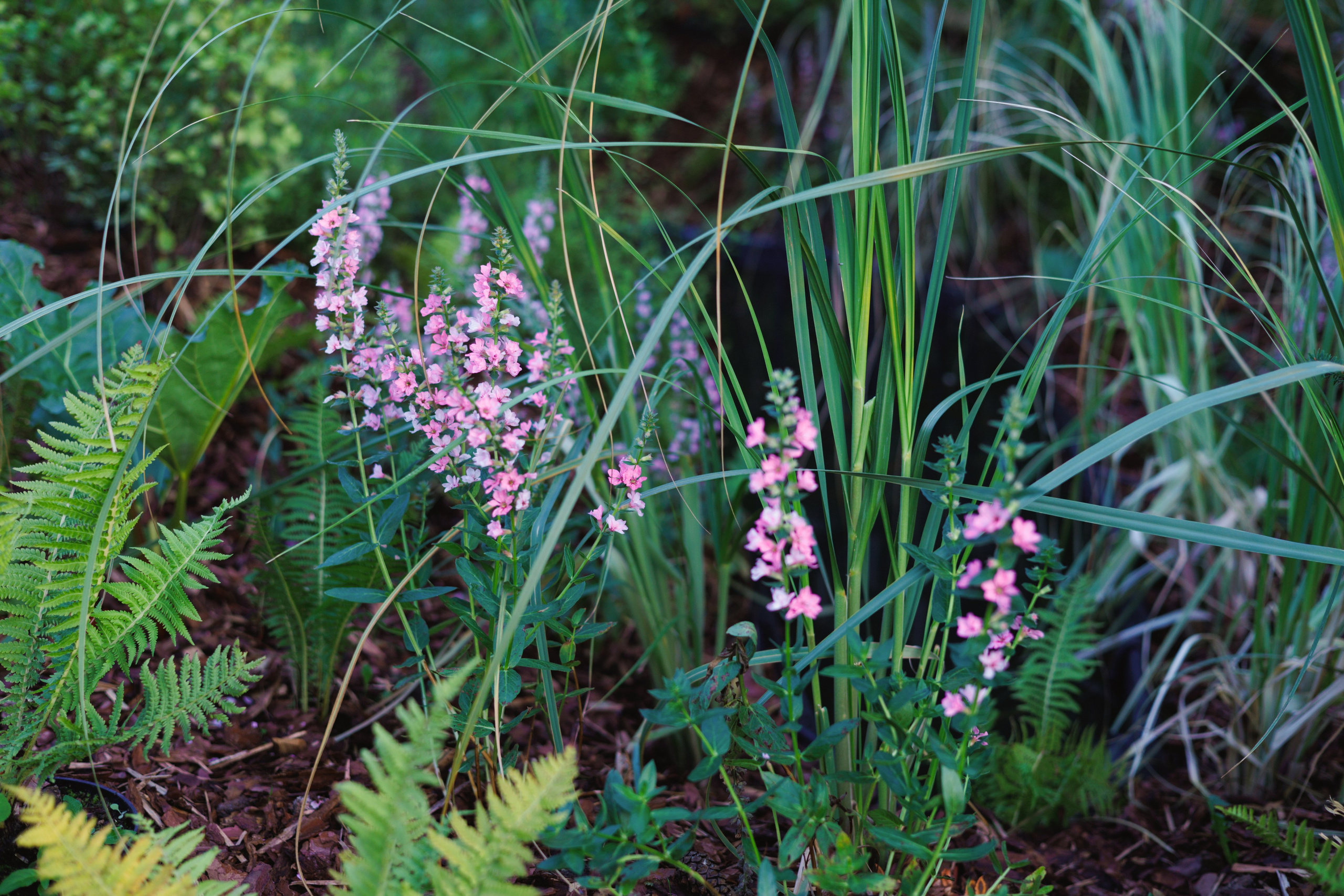 Ландшафтный дизайн. Фотограф Наталья Молчанова