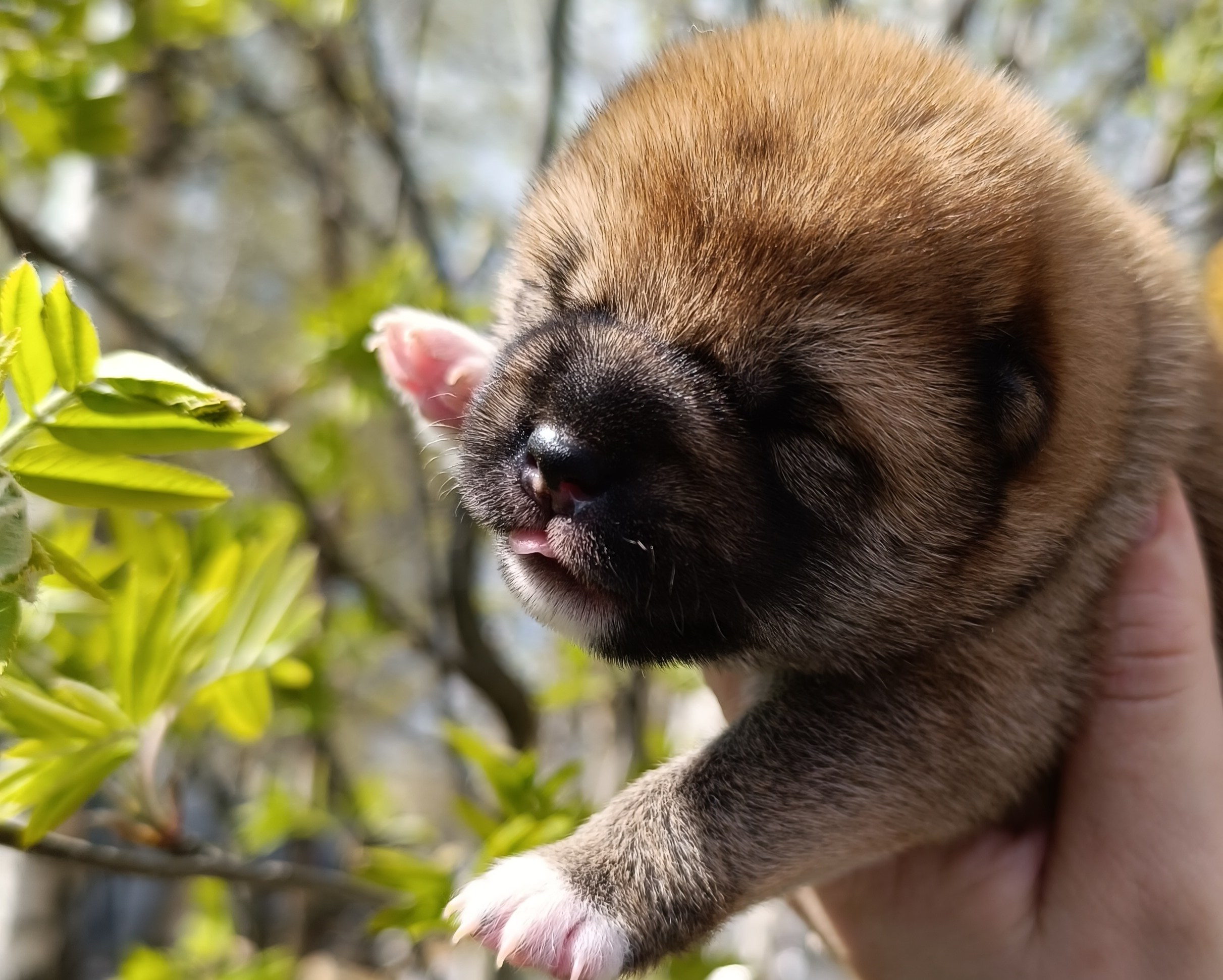 сиба питомник Рубилайт щенки на продажу rubylight  сиба щенки купить СПб Санкт-Петербург