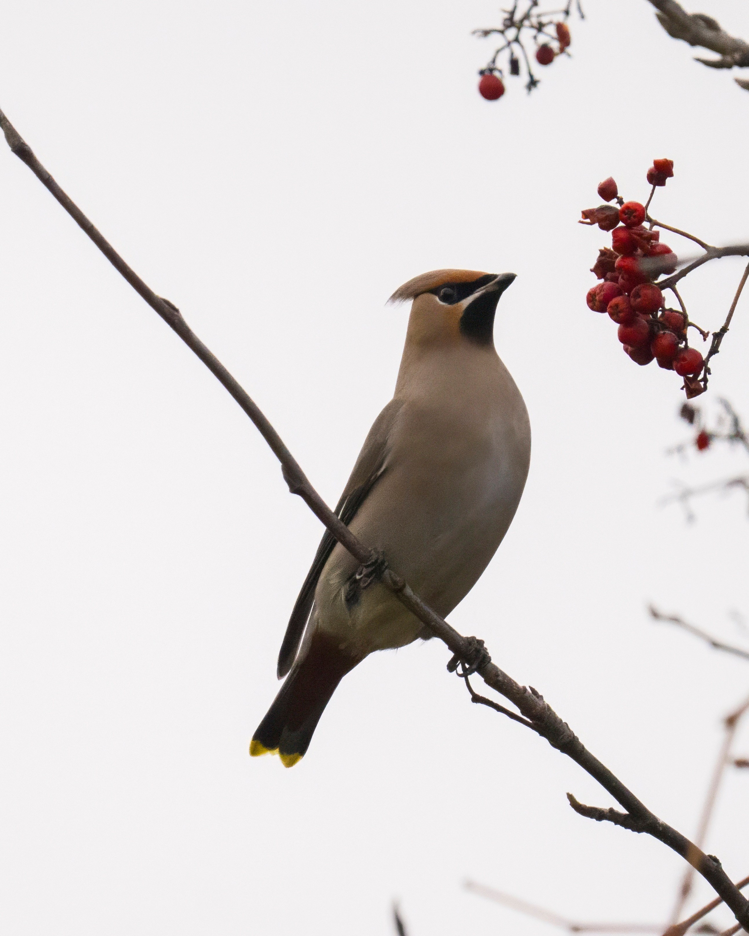 Animals — Животные