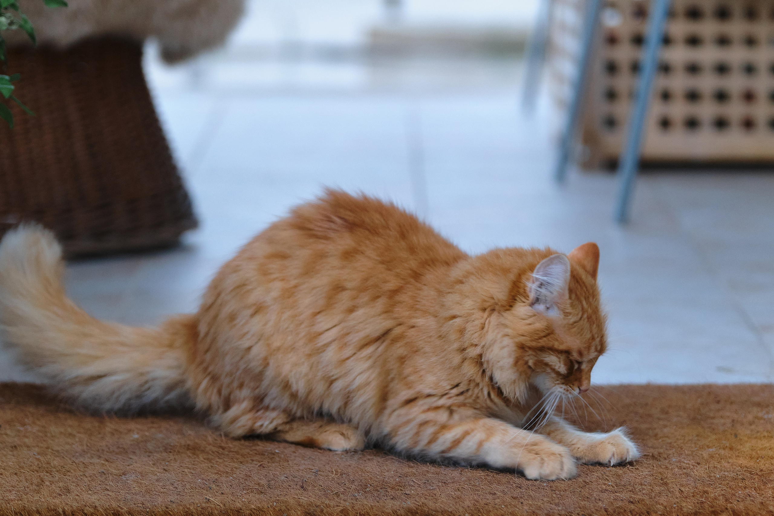 Cyprus > 2023 / kat. Aleksandr Kobtsev