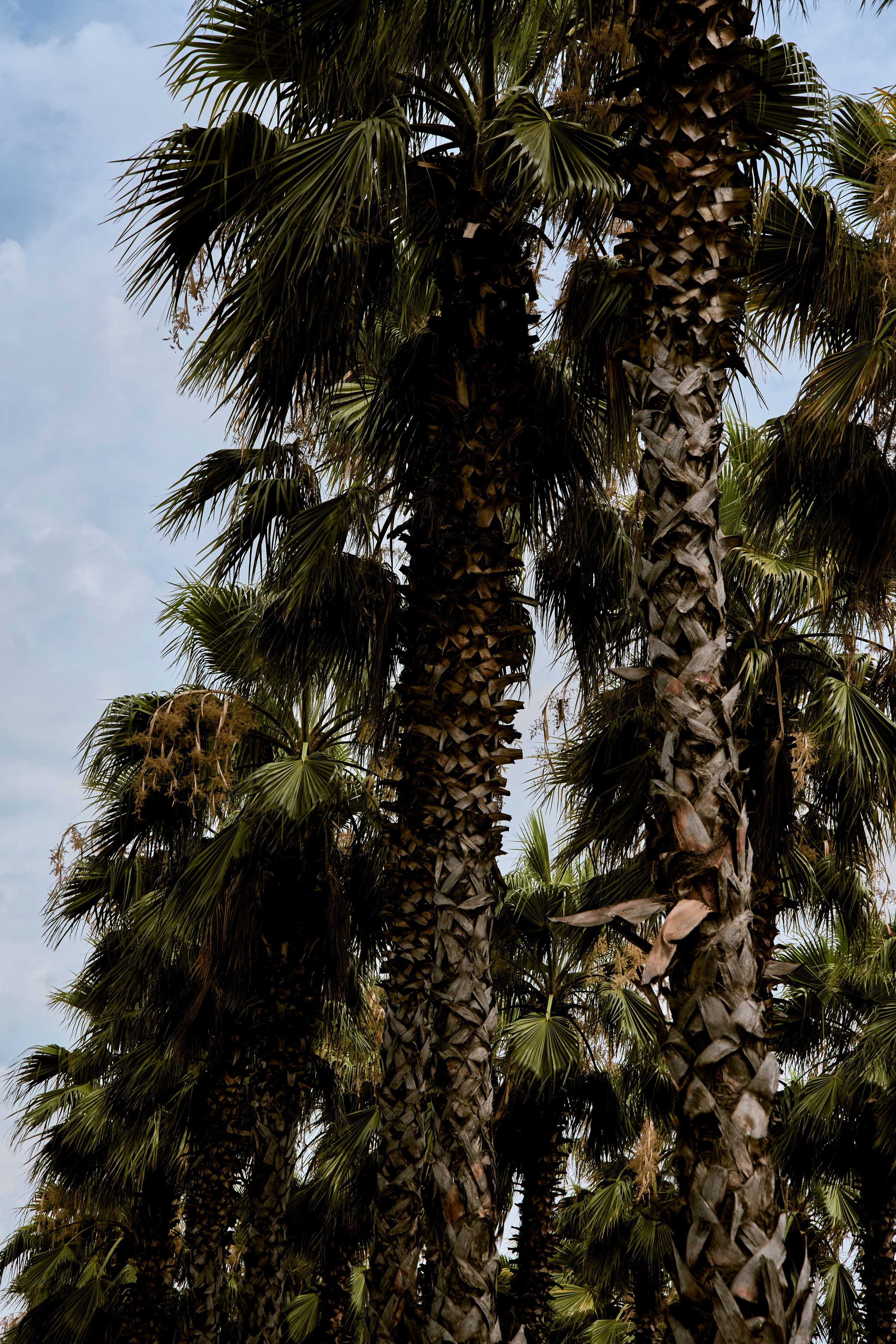 СОЧИ. Студийный фотограф в Екатеринбурге Бшари Заана