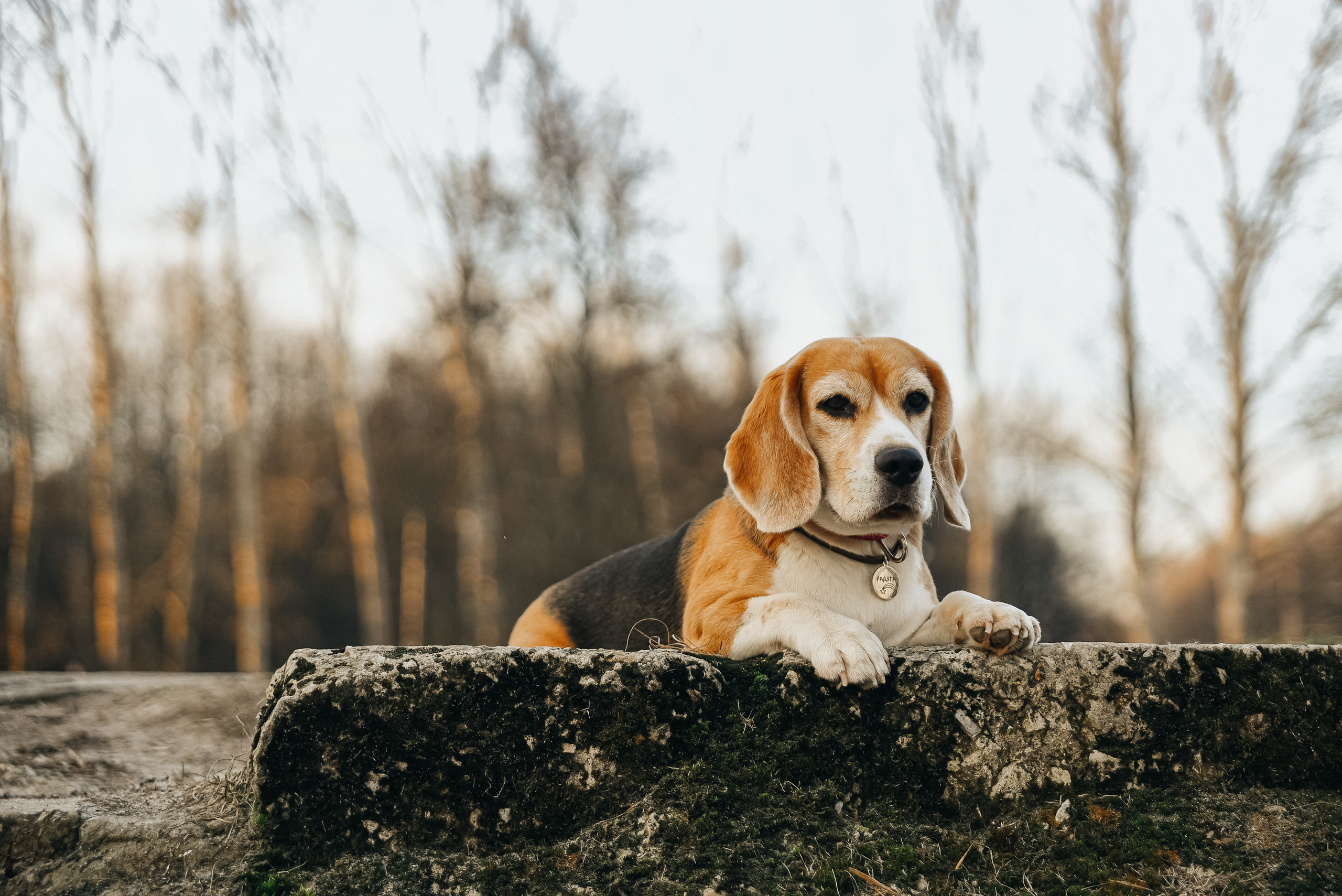 Фотопрогулка с собакой. Фотограф Москва