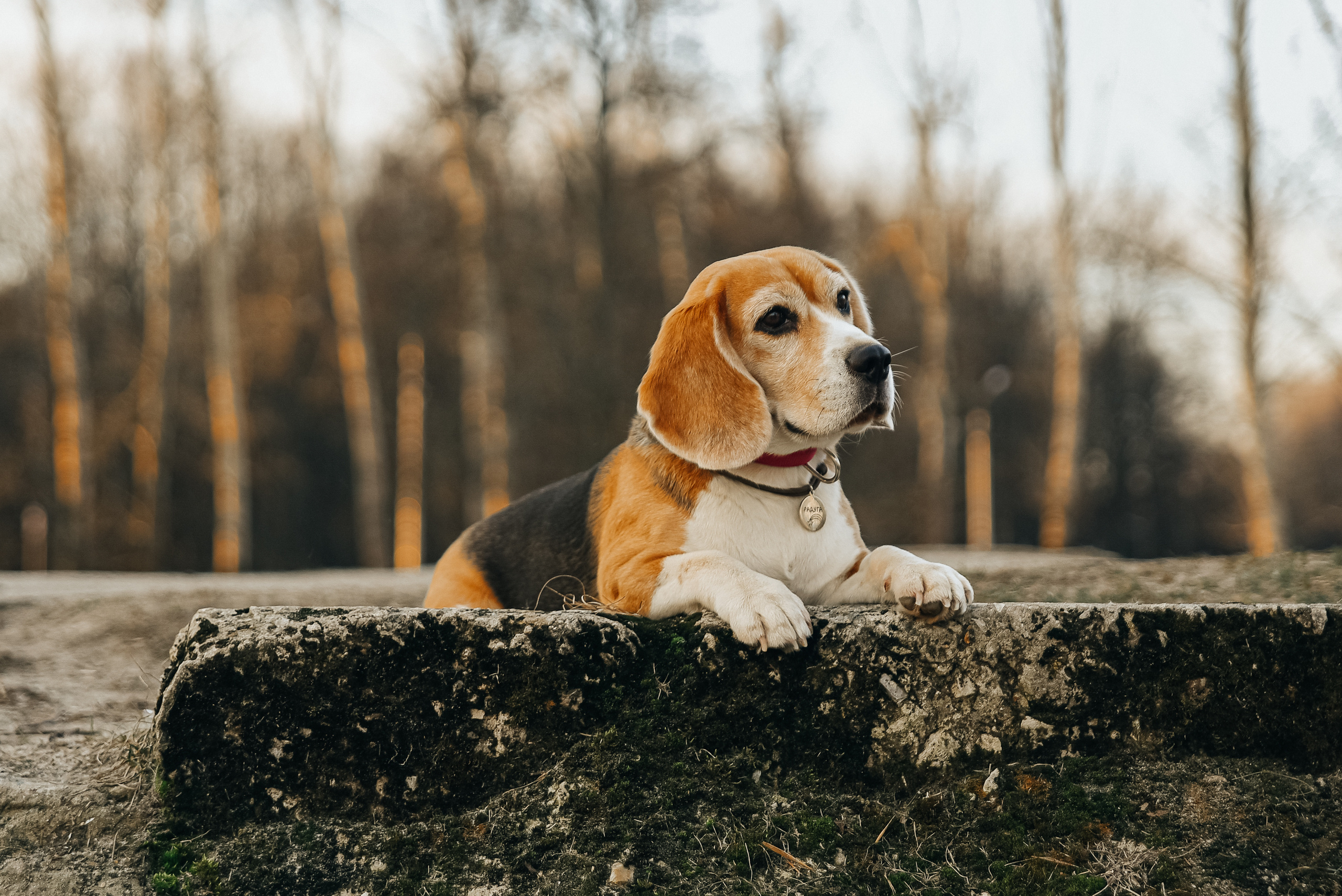 Фотопрогулка с собакой. Фотограф Москва