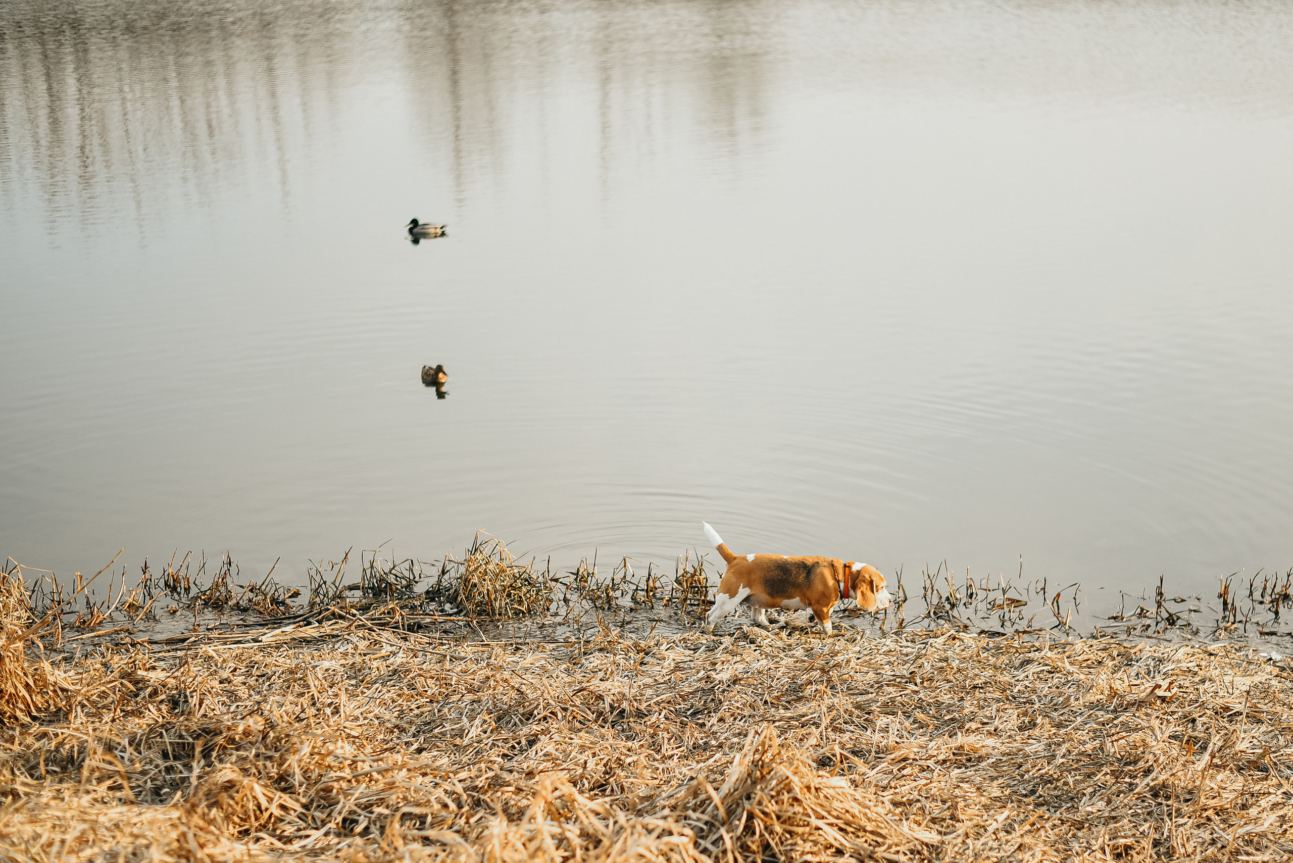 Фотопрогулка с собакой. Фотограф Москва