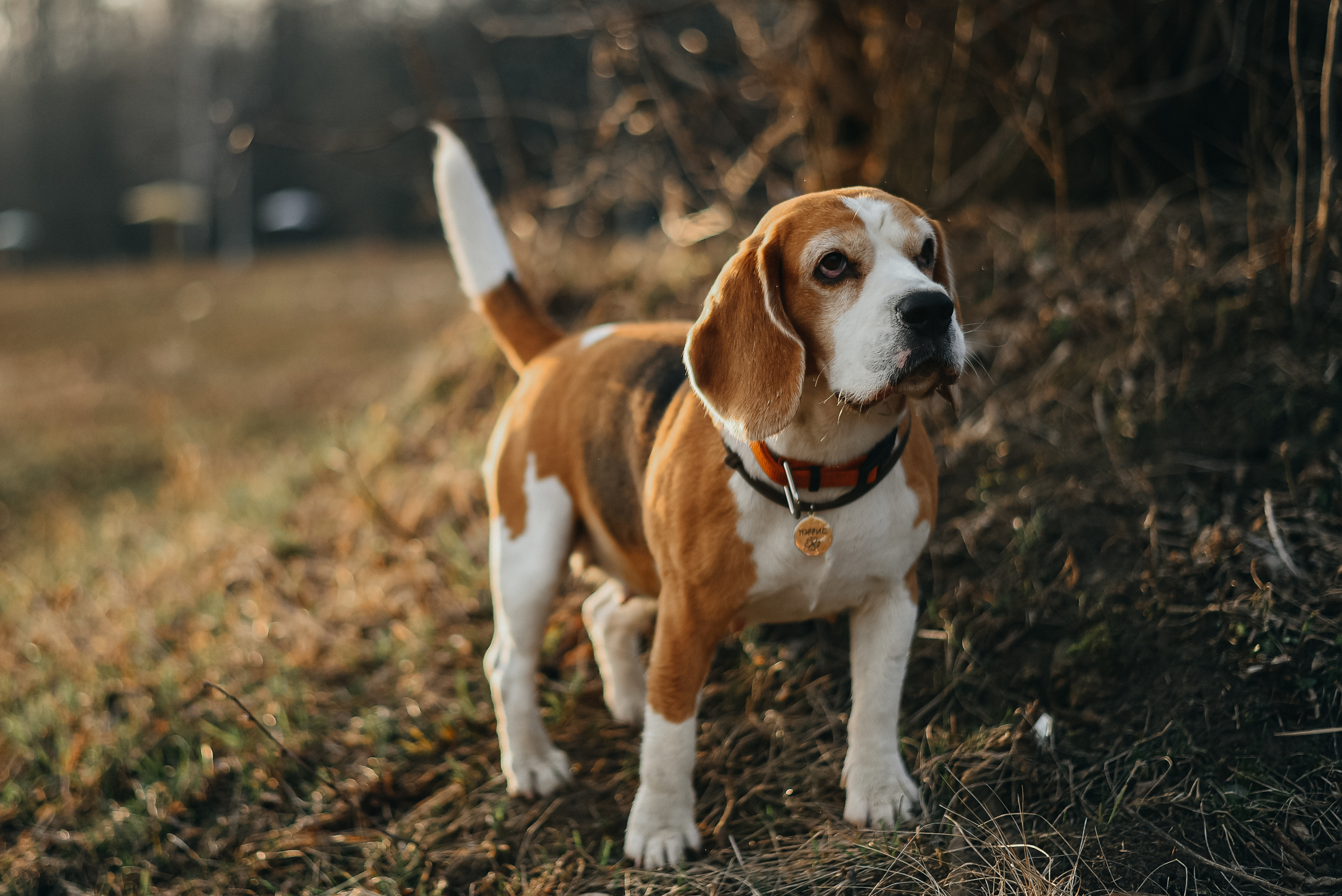 Фотопрогулка с собакой. Фотограф Москва