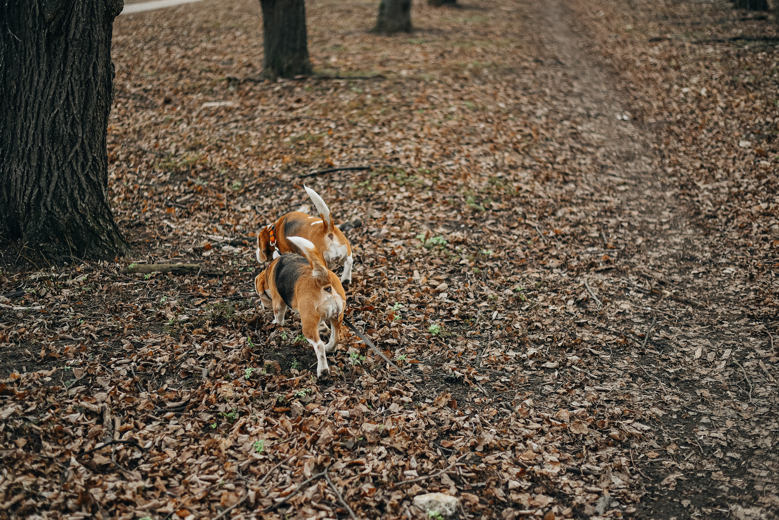 Фотопрогулка с собакой. Фотограф Москва