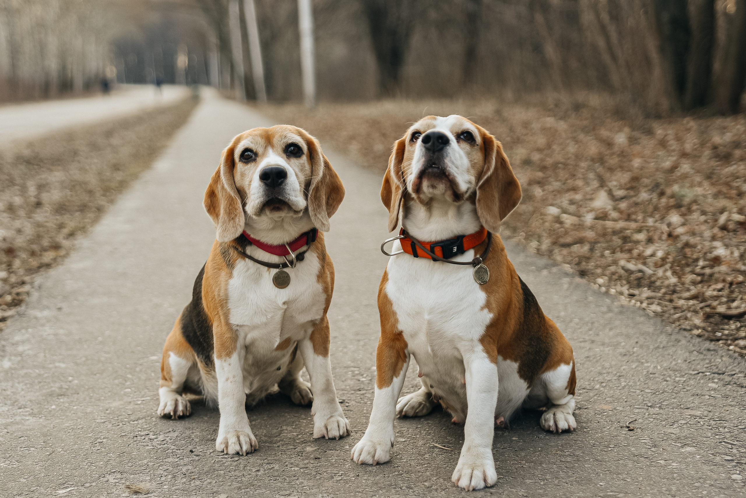 Фотопрогулка с собакой. Фотограф Москва