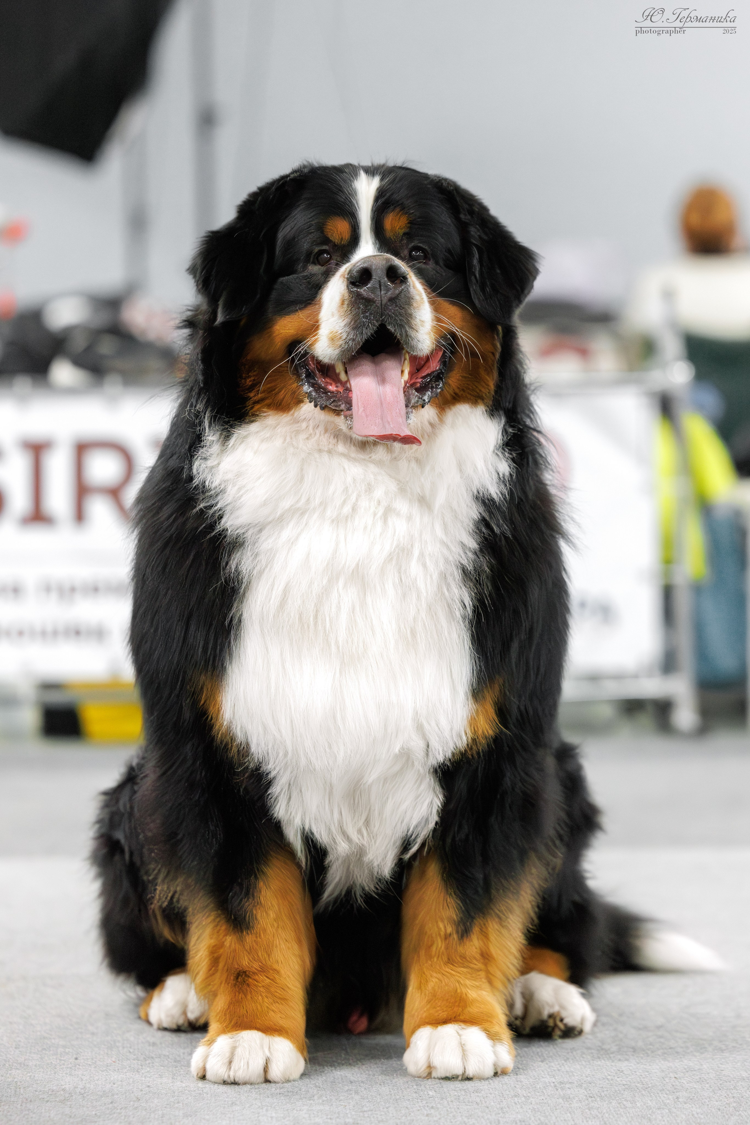 Сфера и Крокус 8,9,16 и 30.03.2025. Фотограф-анималист Юлия Германика