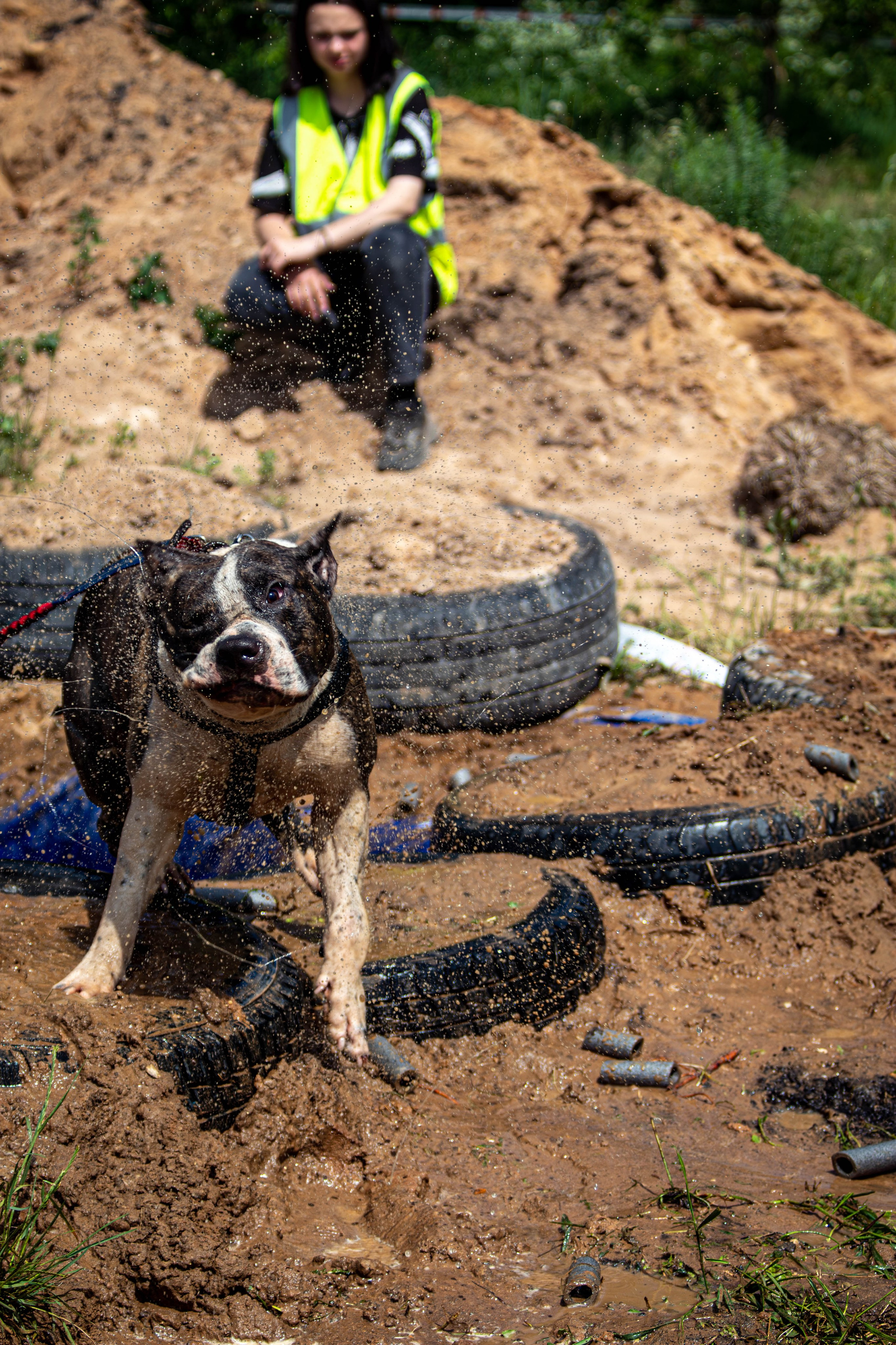 Хвостатый Драйв 2024. Фотограф анималист — Тула, Москва