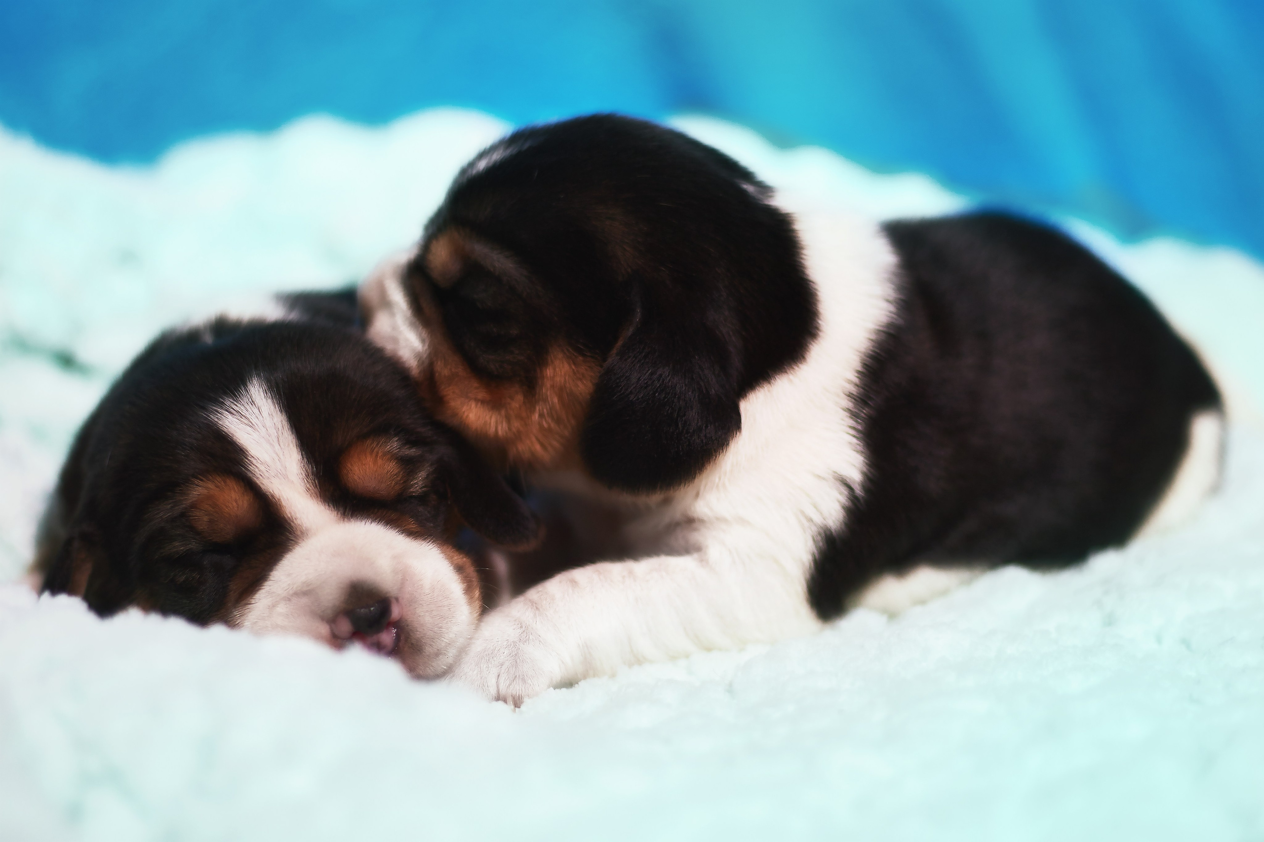 Фотосессия щенков от 7-и дней в стиле ньюборн. Фотограф анималист — Тула, Москва