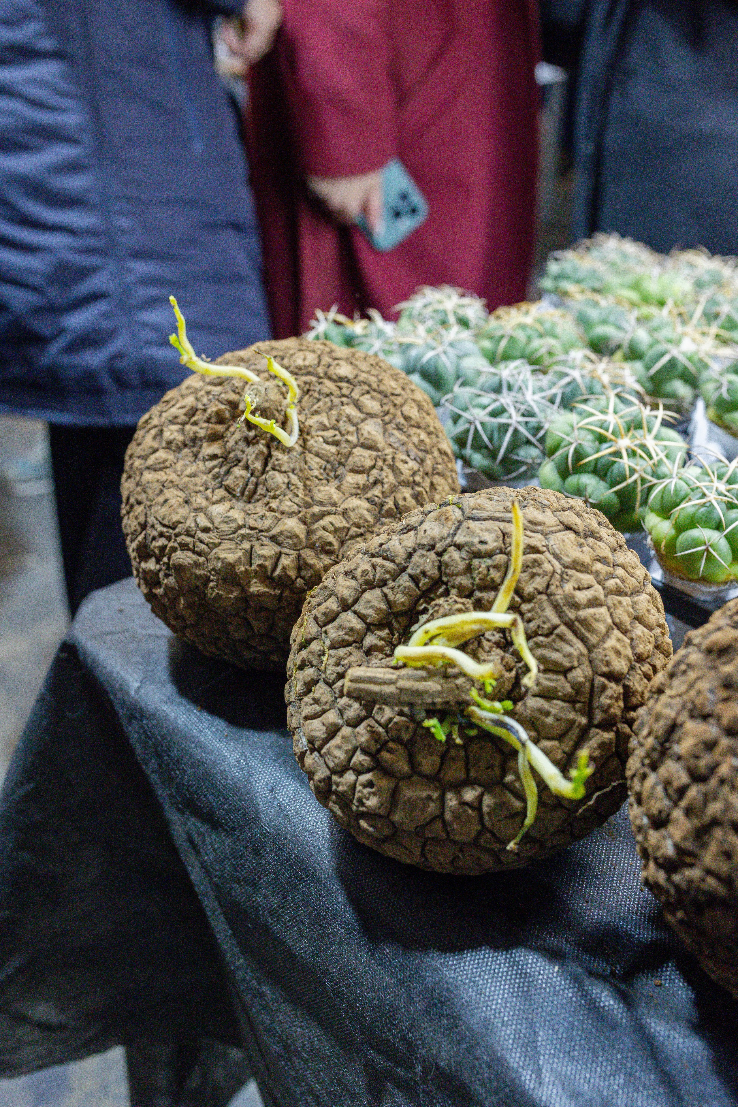 Кактус Фест. Александра Куликова фотограф, Москва