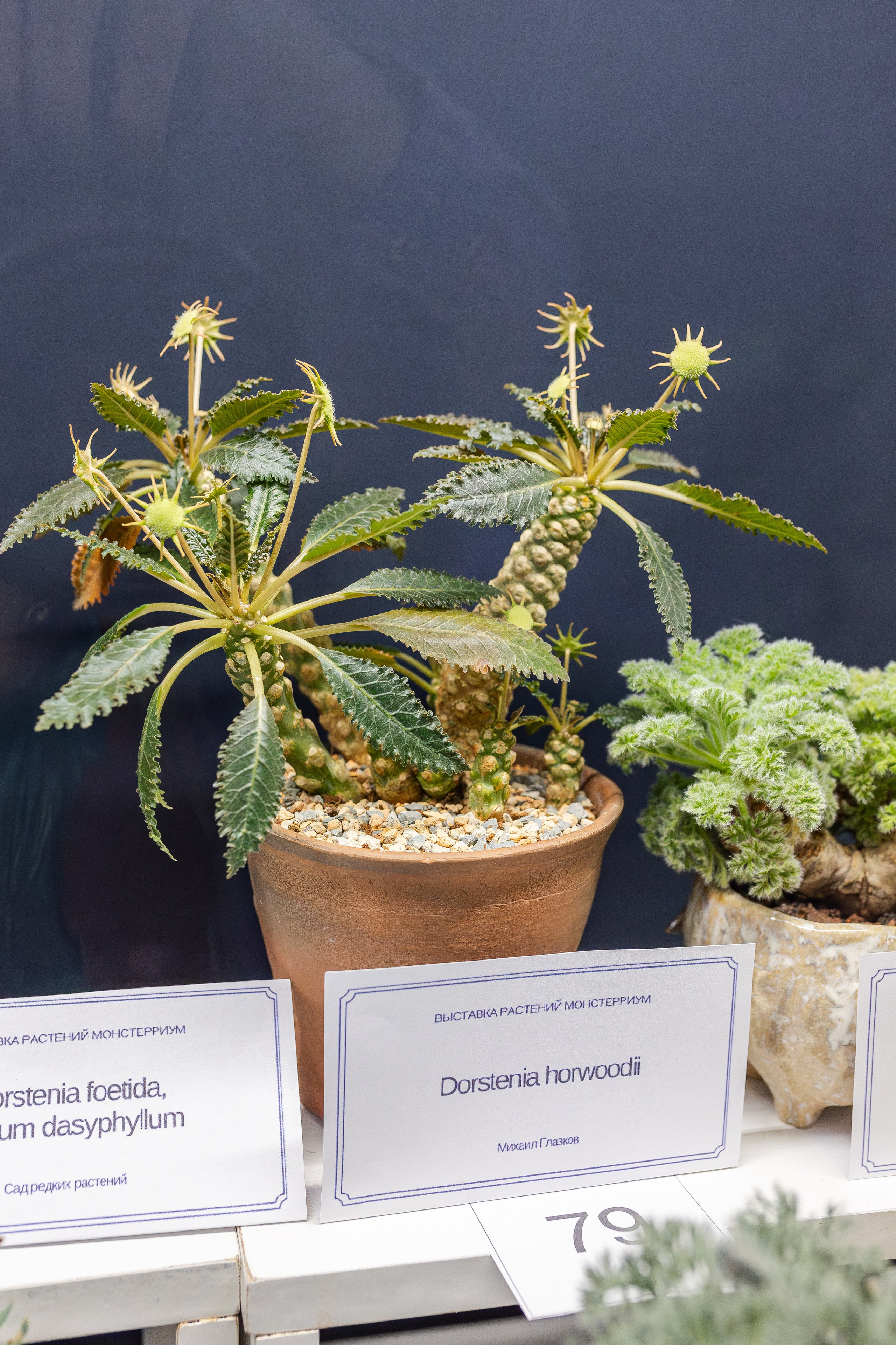 Монстериум апрель 2026. Александра Куликова фотограф, Москва