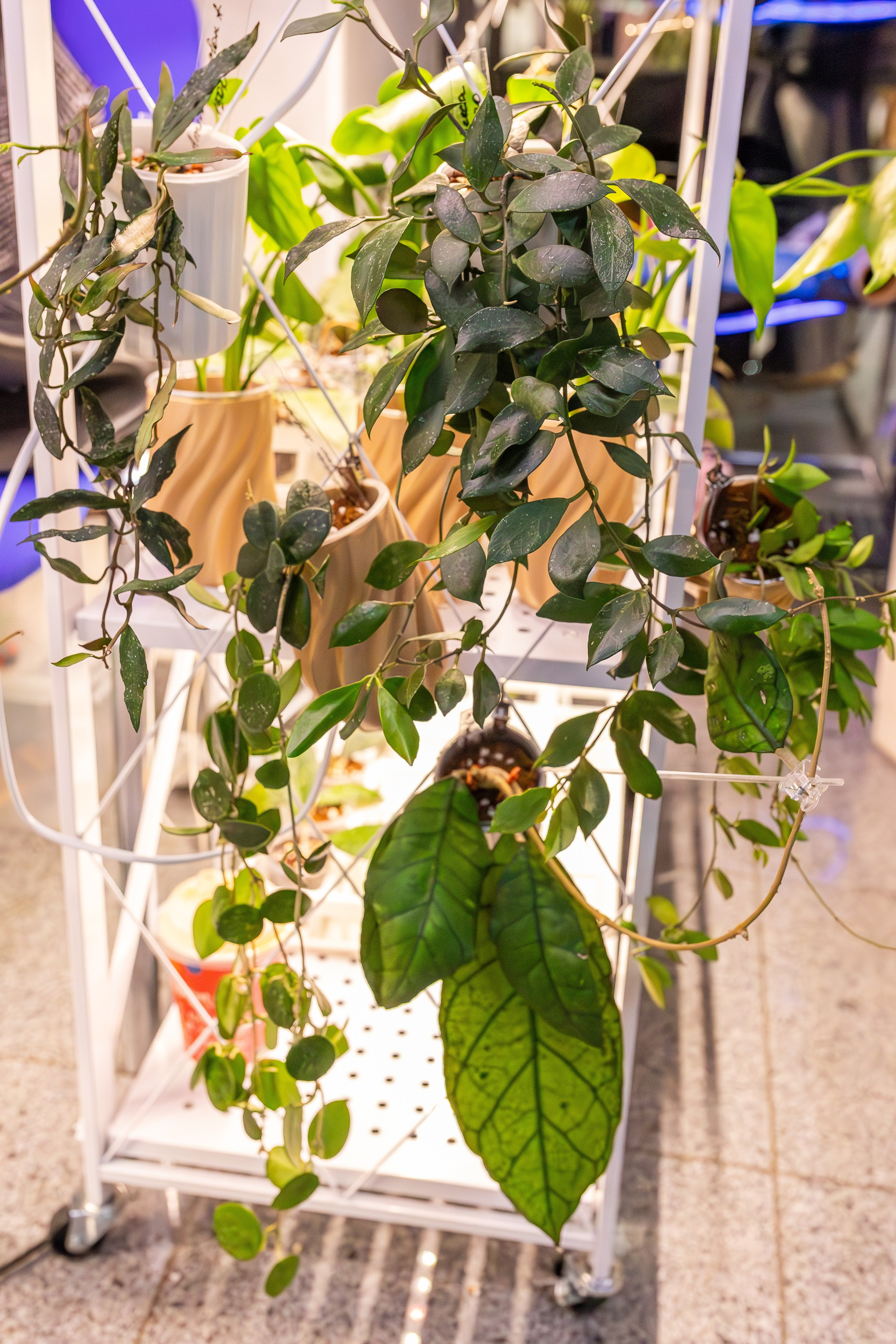 Монстериум апрель 2026. Александра Куликова фотограф, Москва