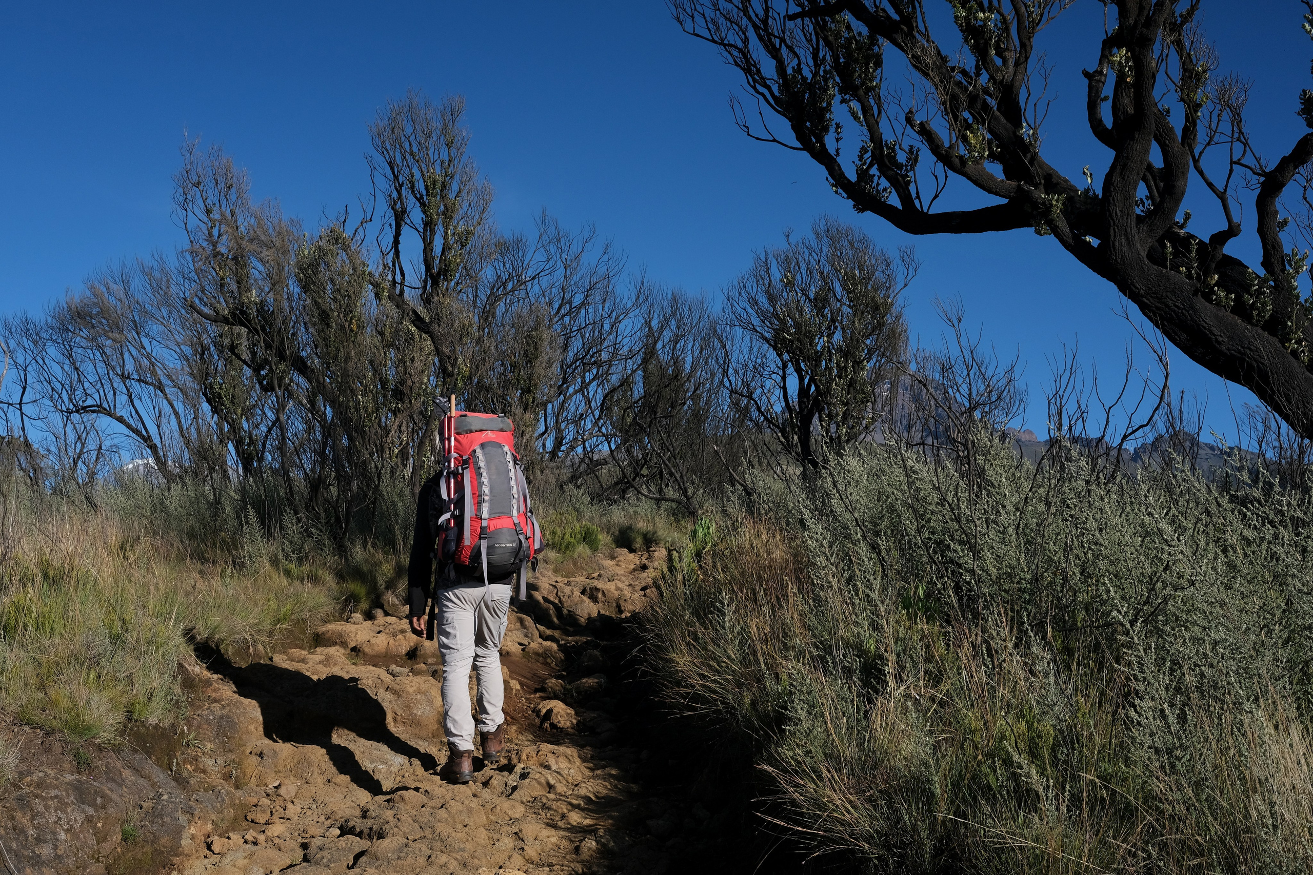 Килиманджаро