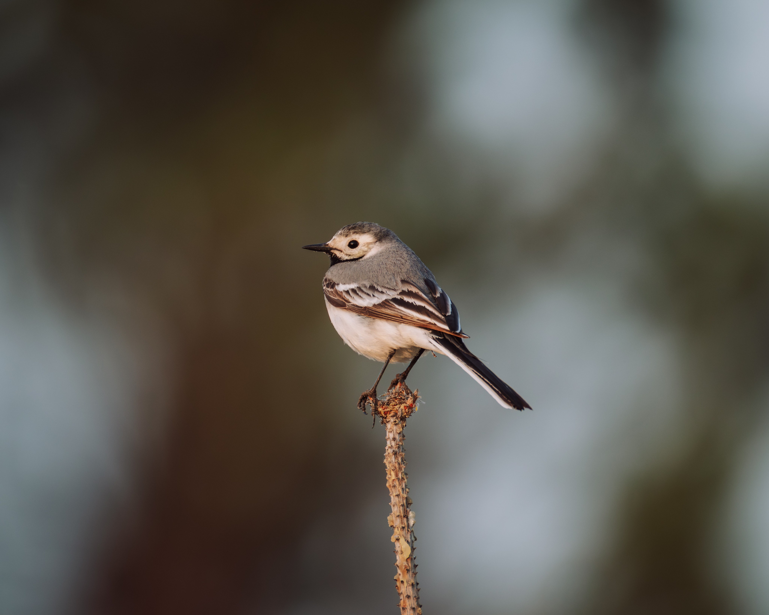 Voronezh 2026. Anton Chernov | Wildlife photographer