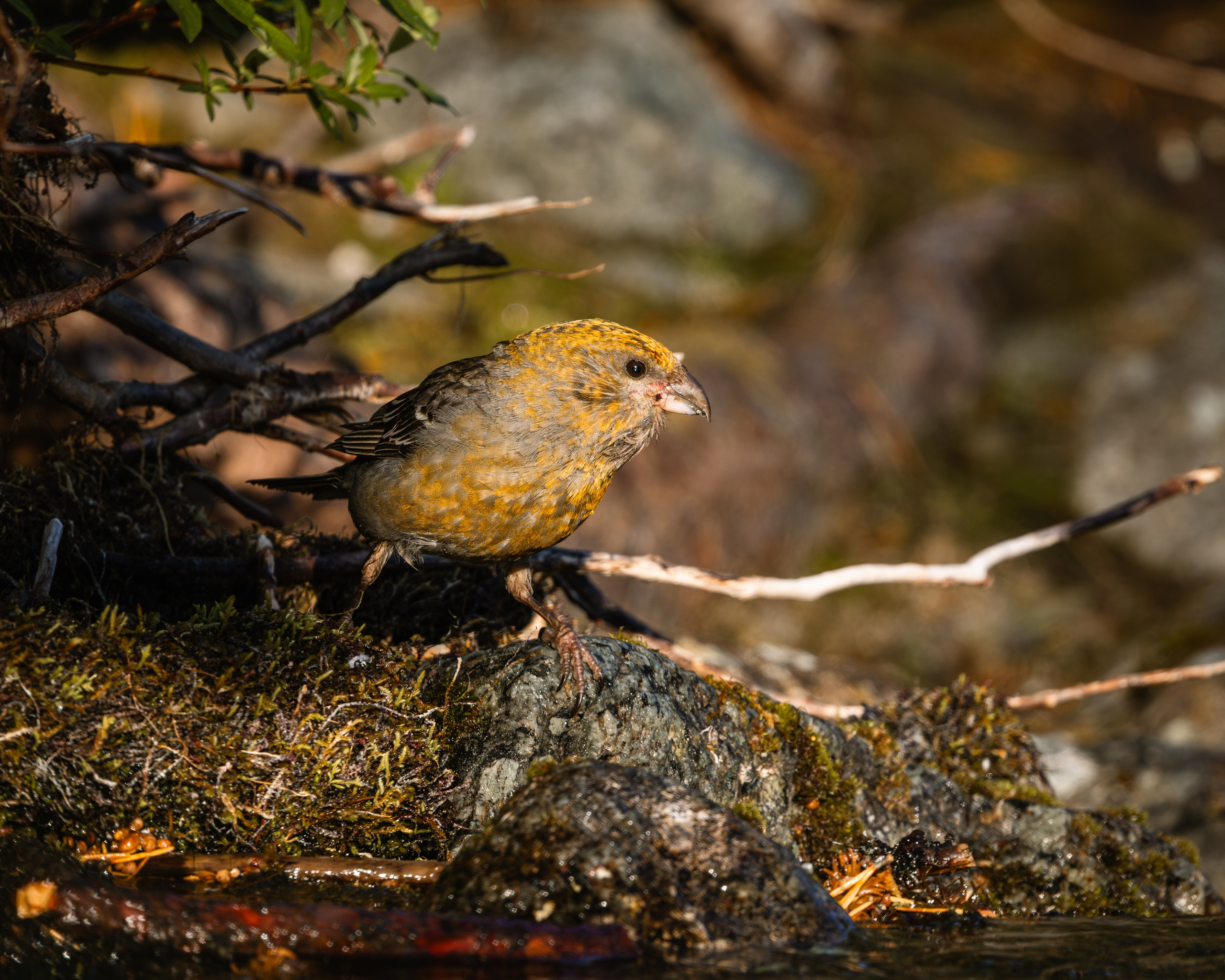 Khibinu 2025. Anton Chernov | Wildlife photographer