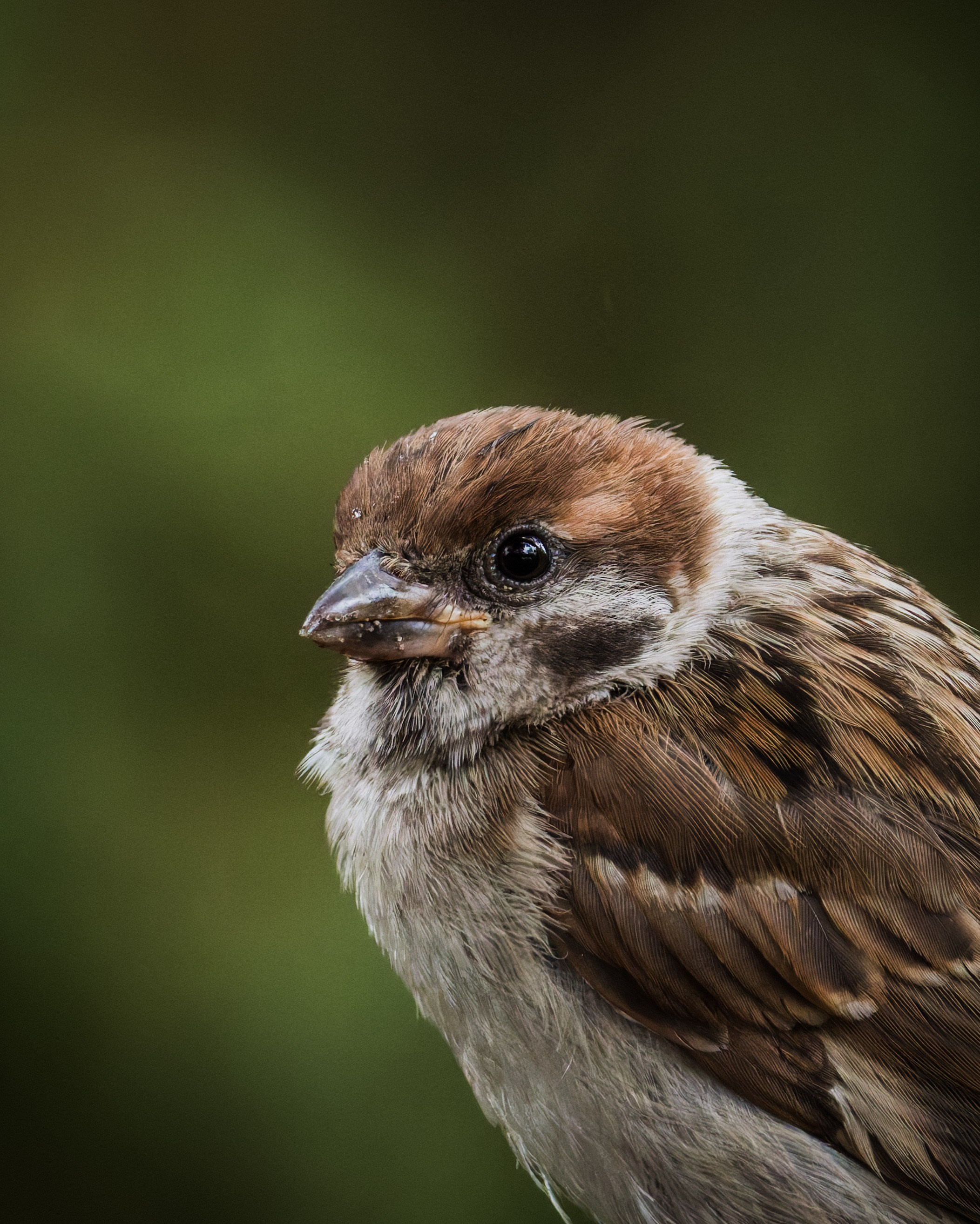 Lipetsk 2025. Anton Chernov | Wildlife photographer