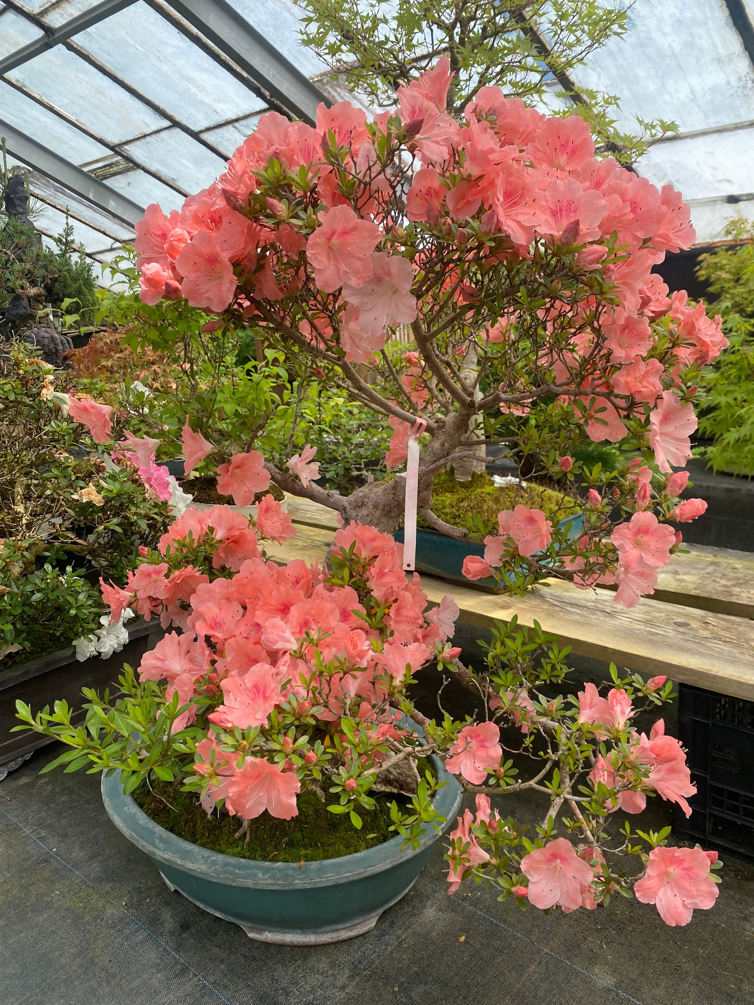 Валбджих. Своя Мастерская