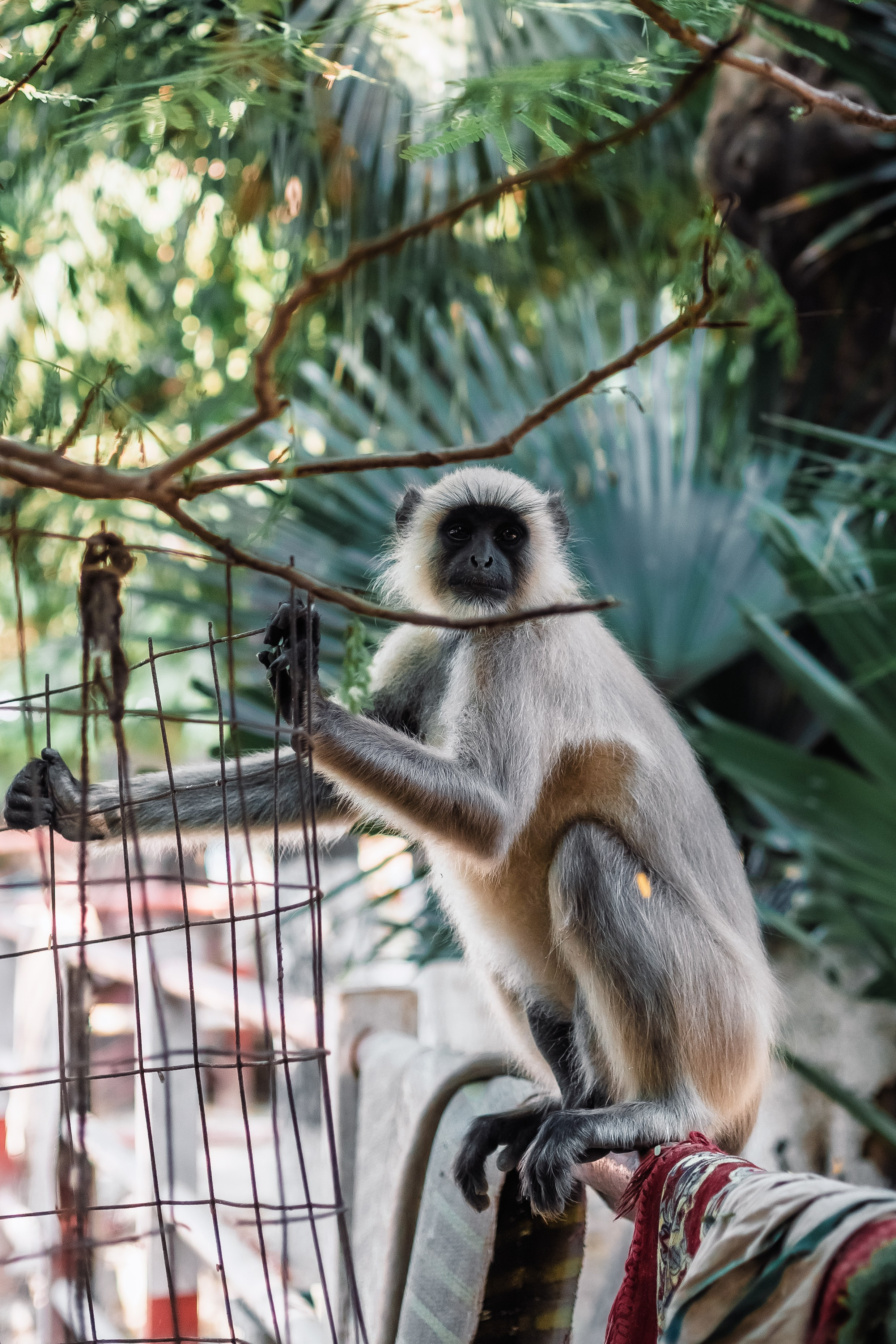 Devraha baba ji ashram life 2025. Mariam Bagdasaryan