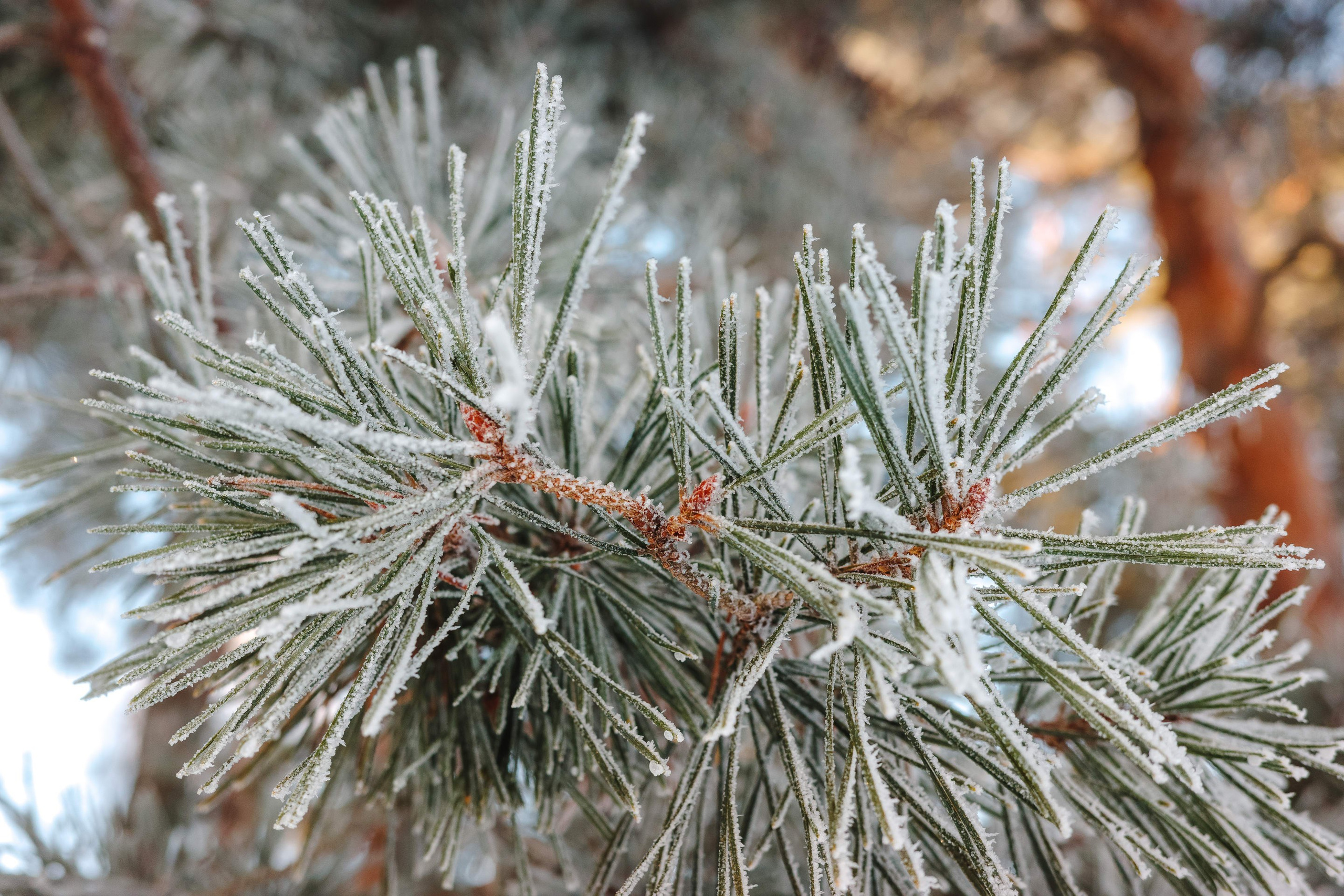 2024.01. Фотограф Алексей Алексеев