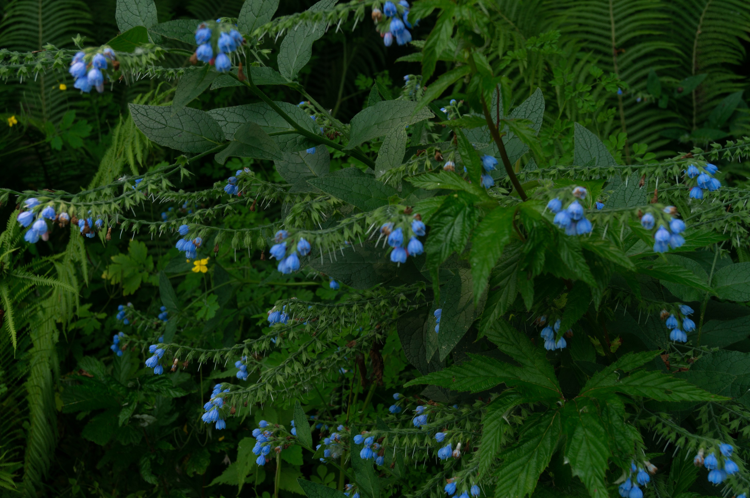 Natalya Konteyeva photographer